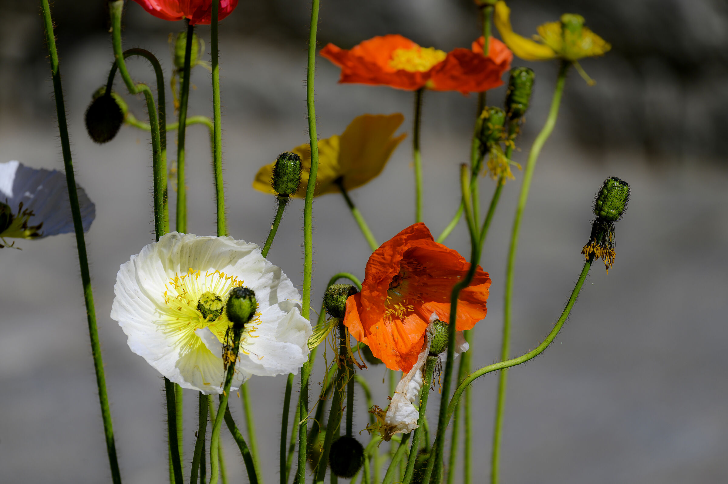 Primavera, nonostante tutto