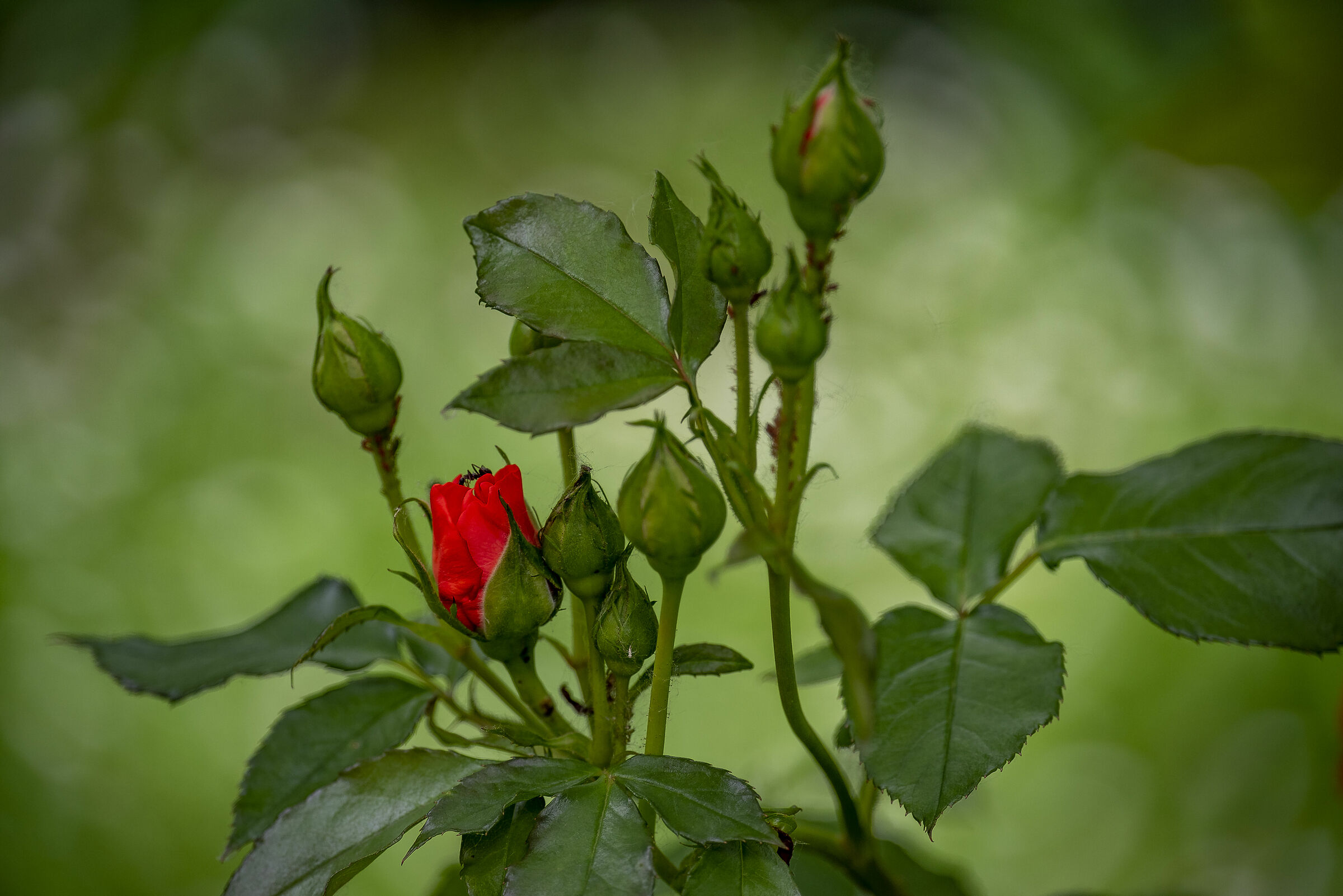 Primavera, nonostante tutto