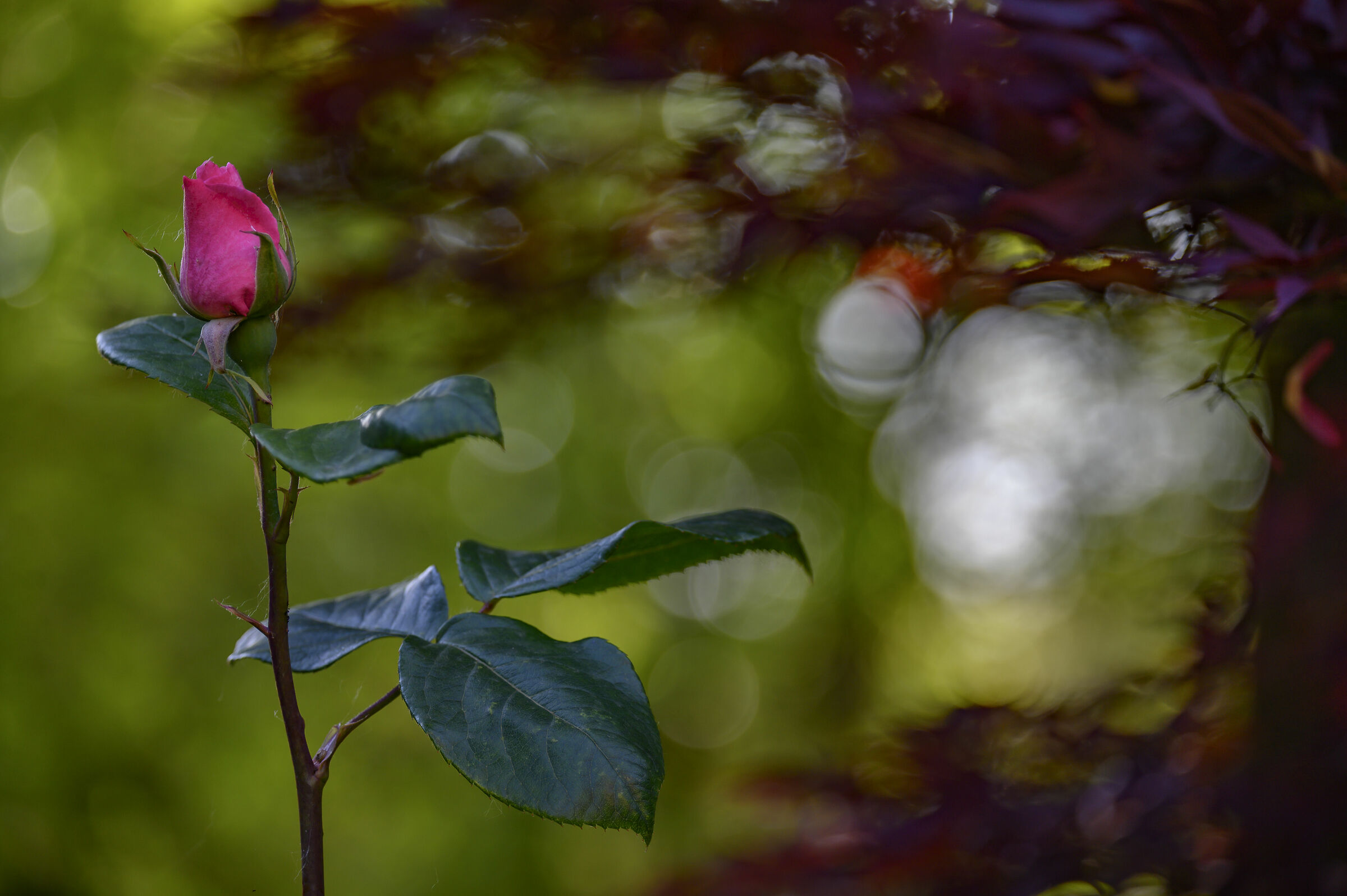 Primavera, nonostante tutto