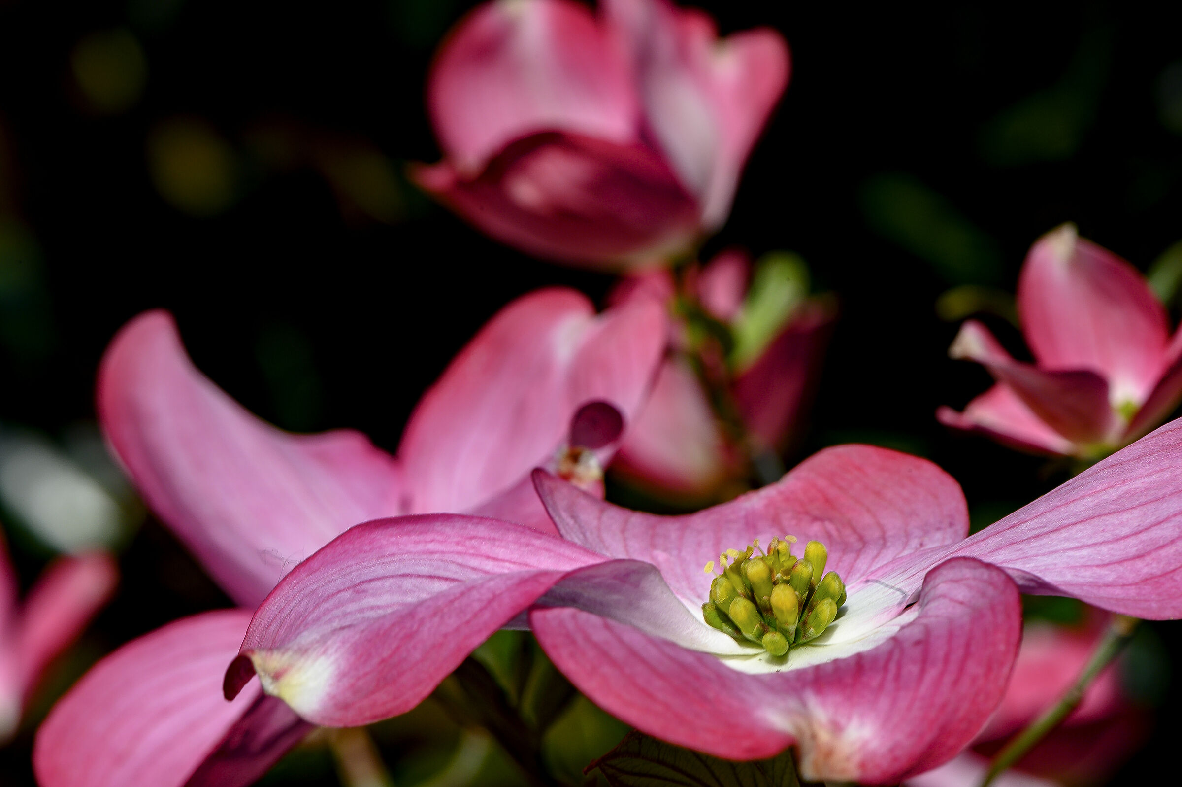 Primavera, nonostante tutto