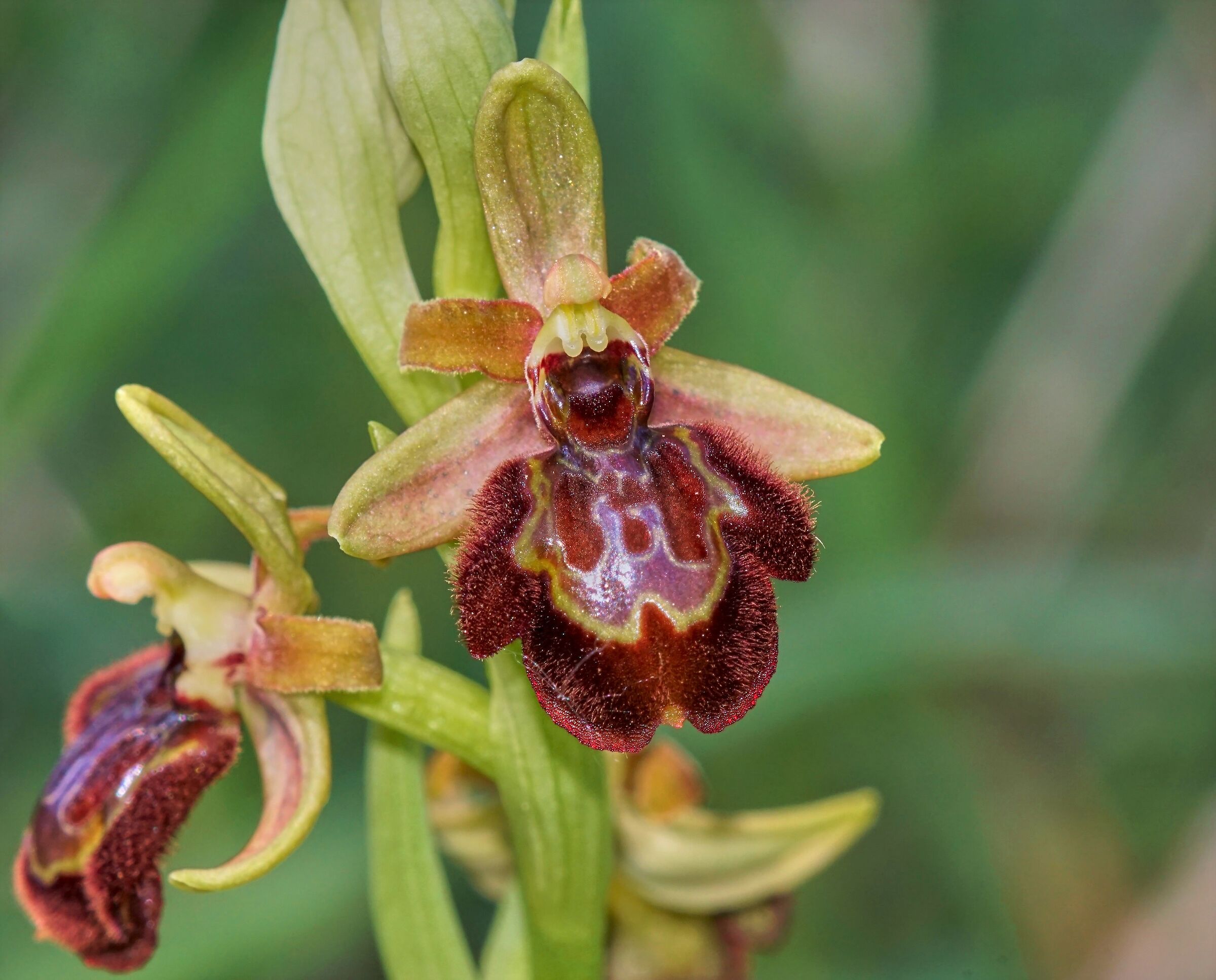 Ophrys x pantaliciensis