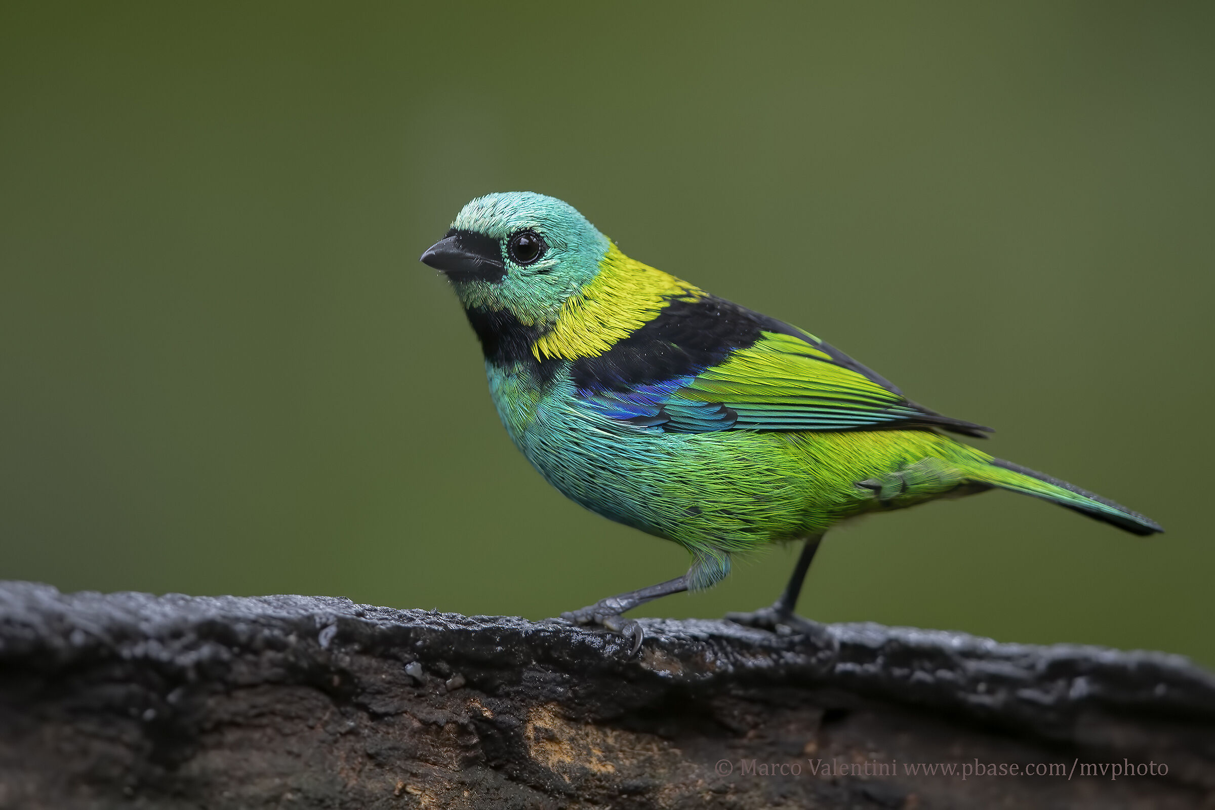 Tanagra from the Seven colors