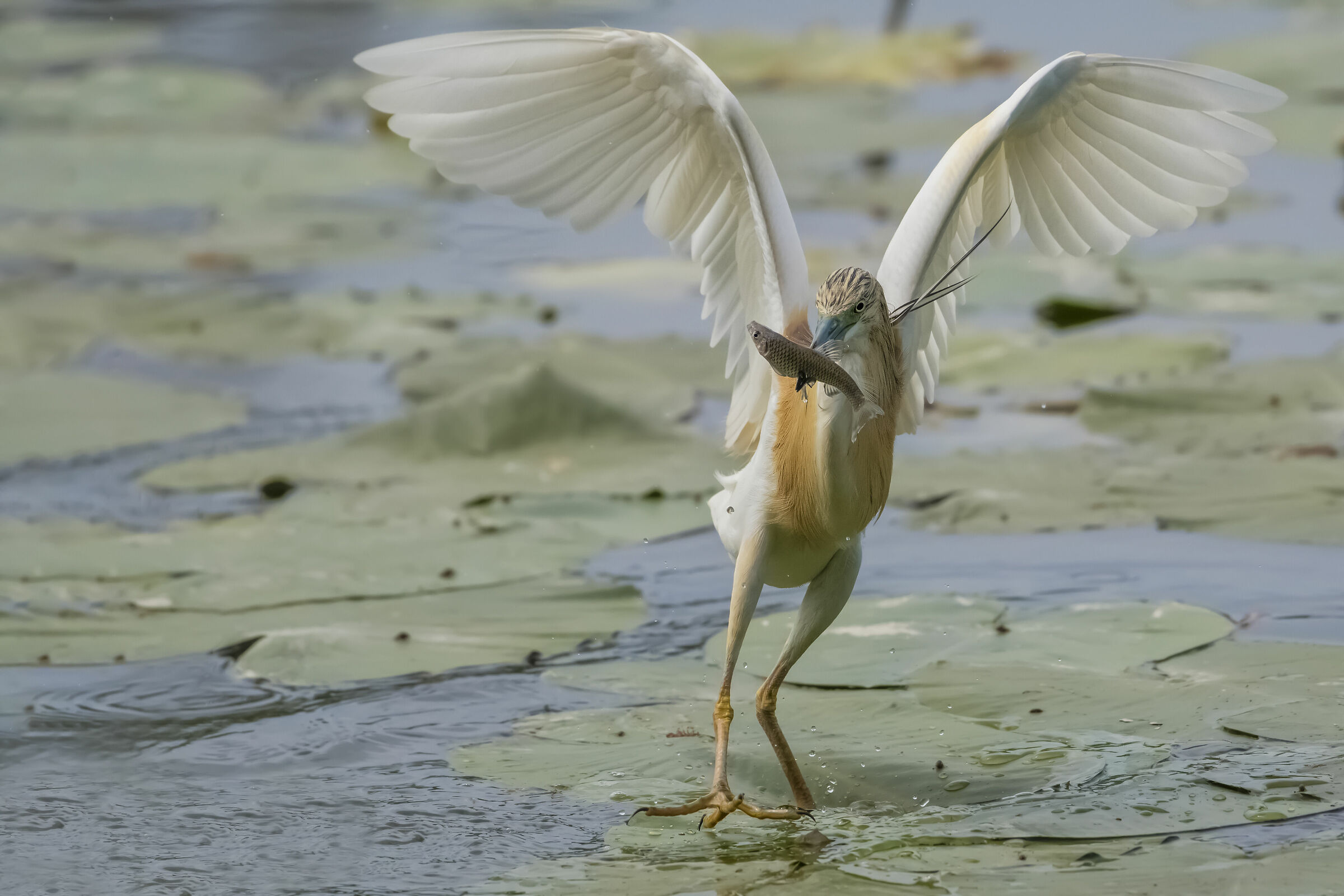 Squacco sprig with prey