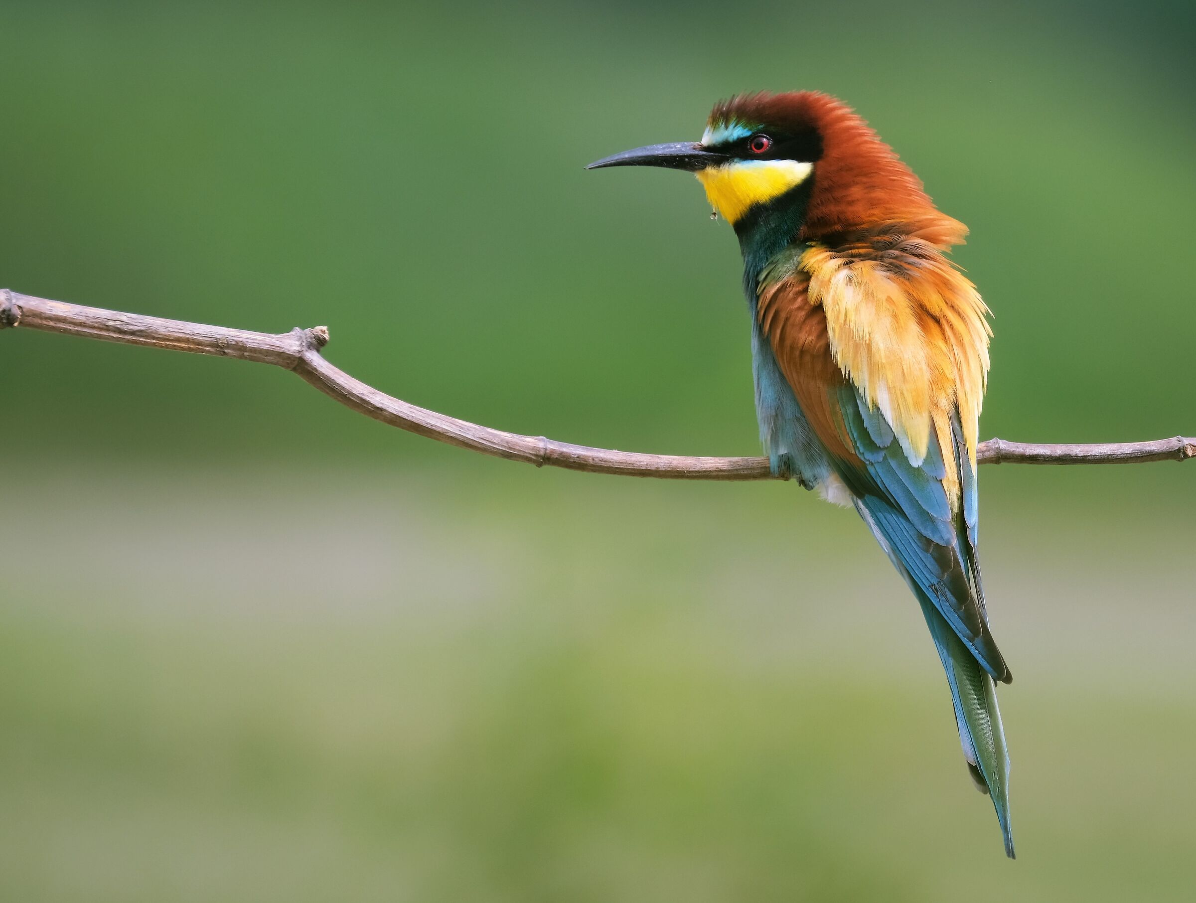 Ruffled bee-eater after the rain