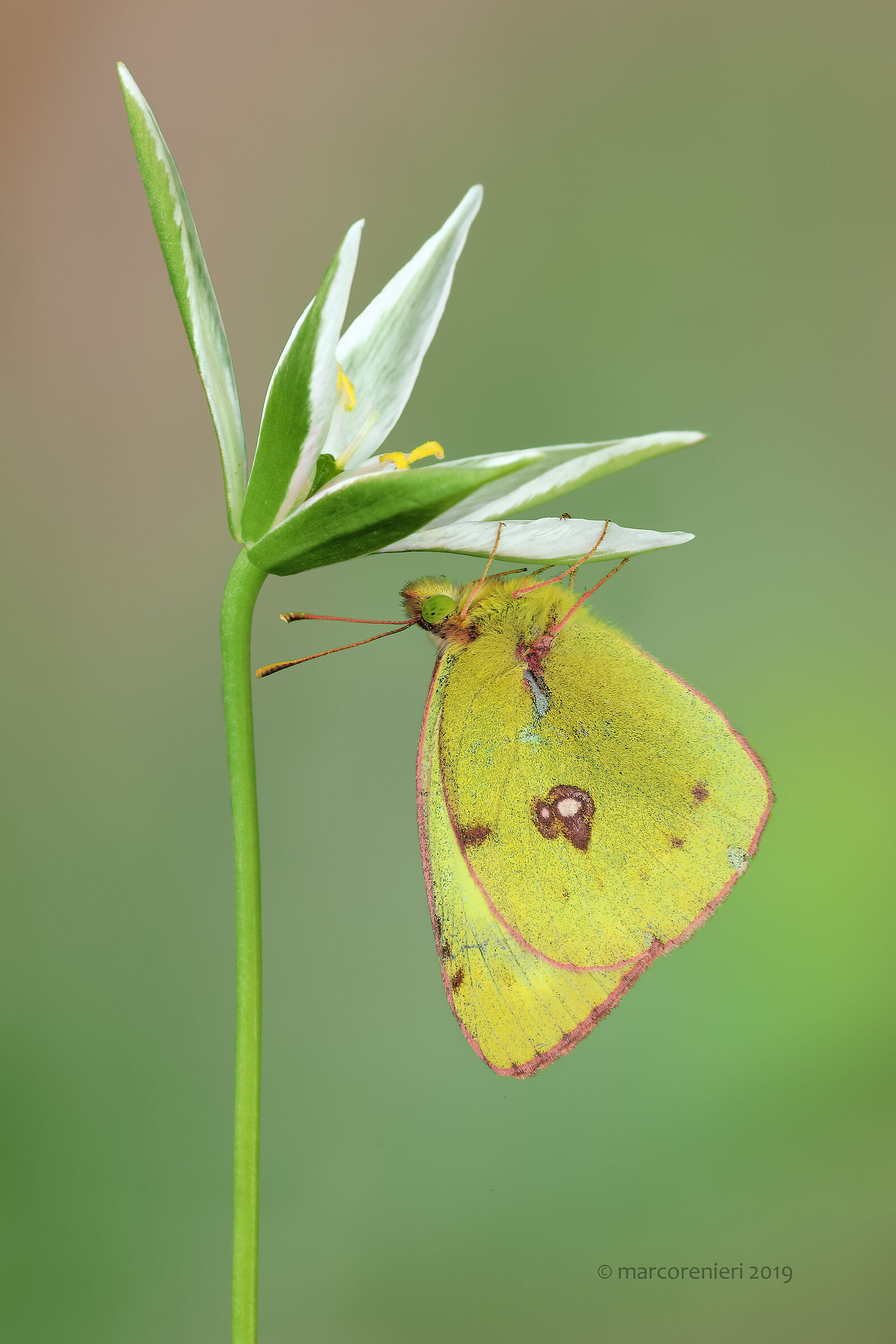 Colias