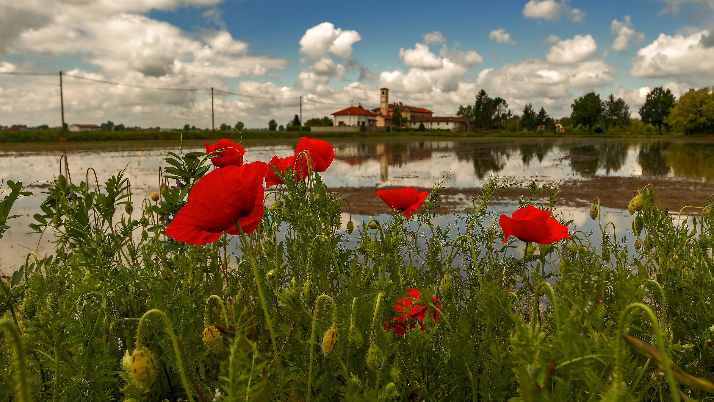 Les Coquelicots