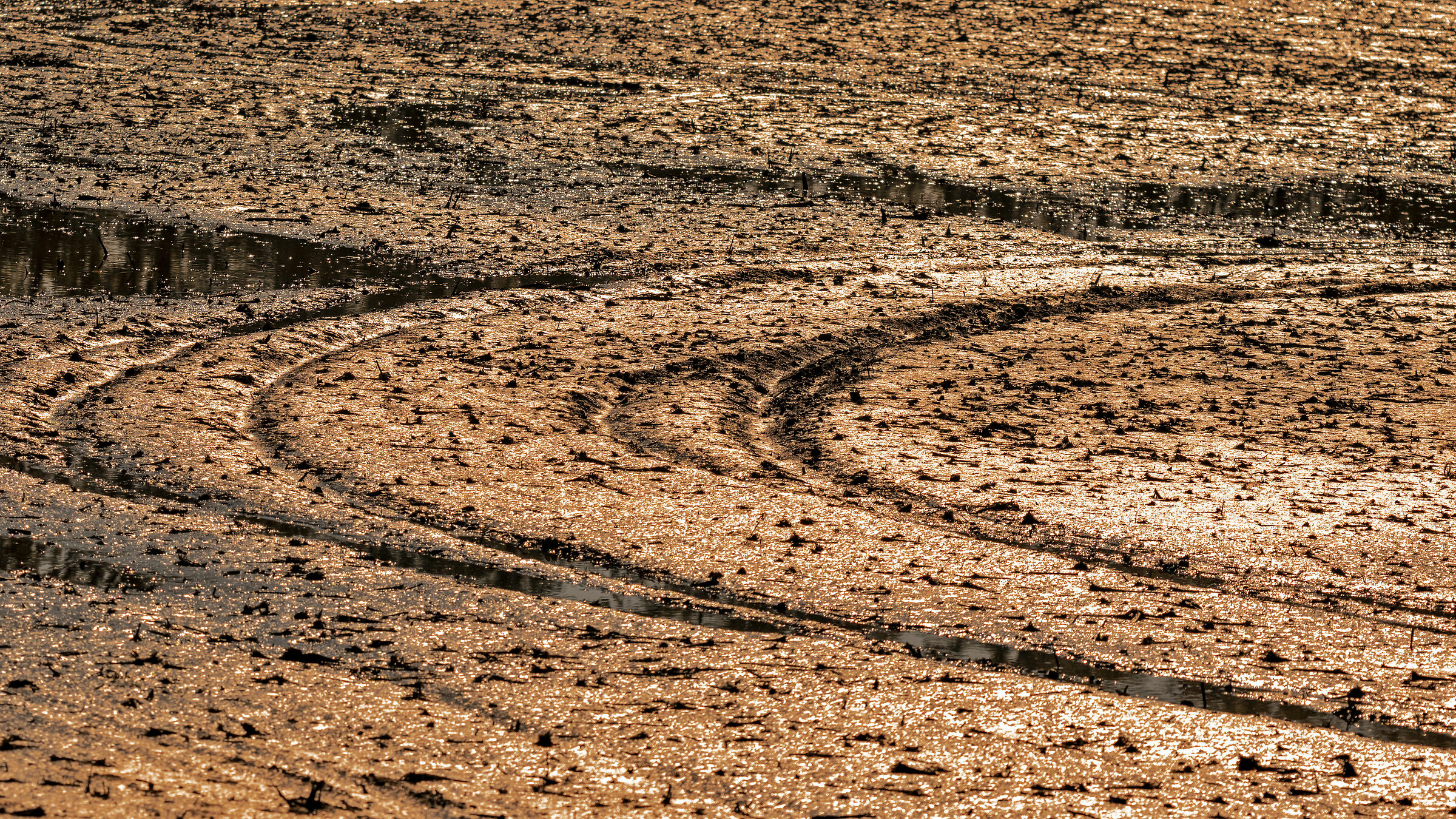 Curve in un campo di riso