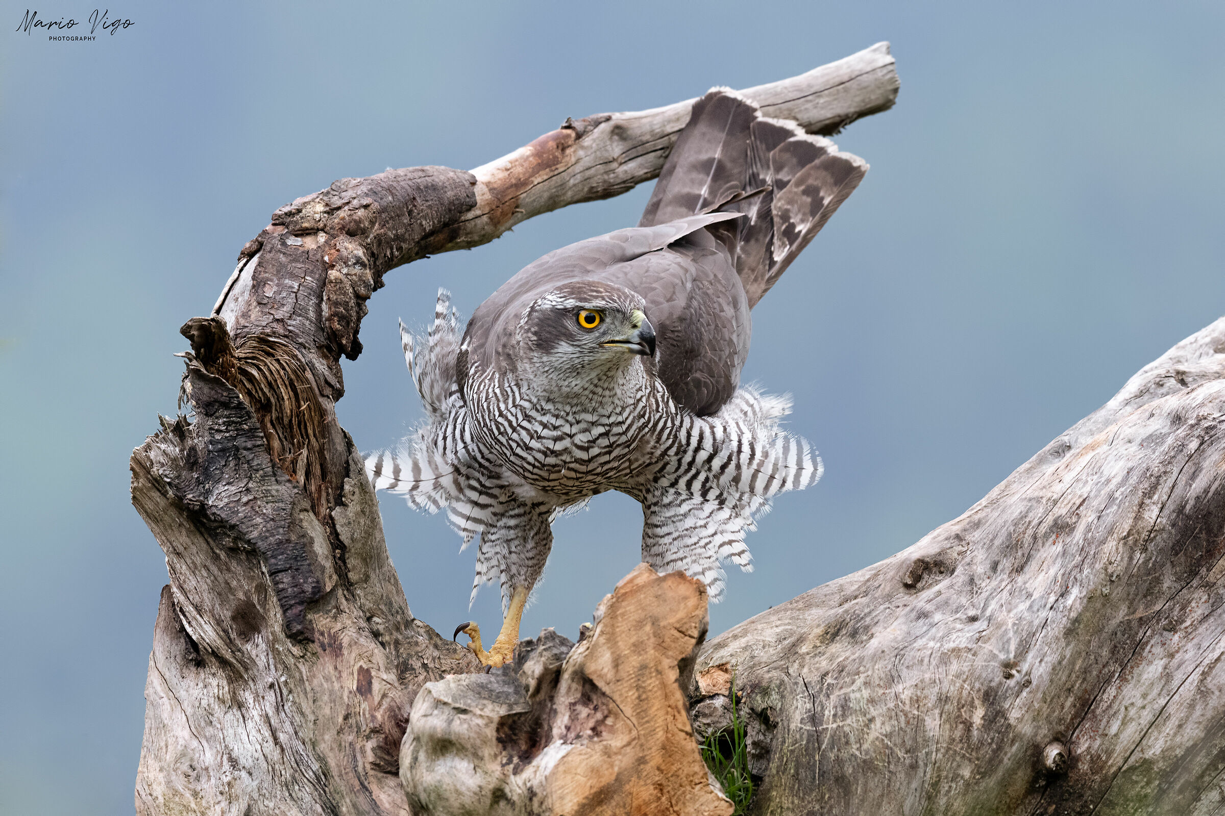 Le piume dell'astore