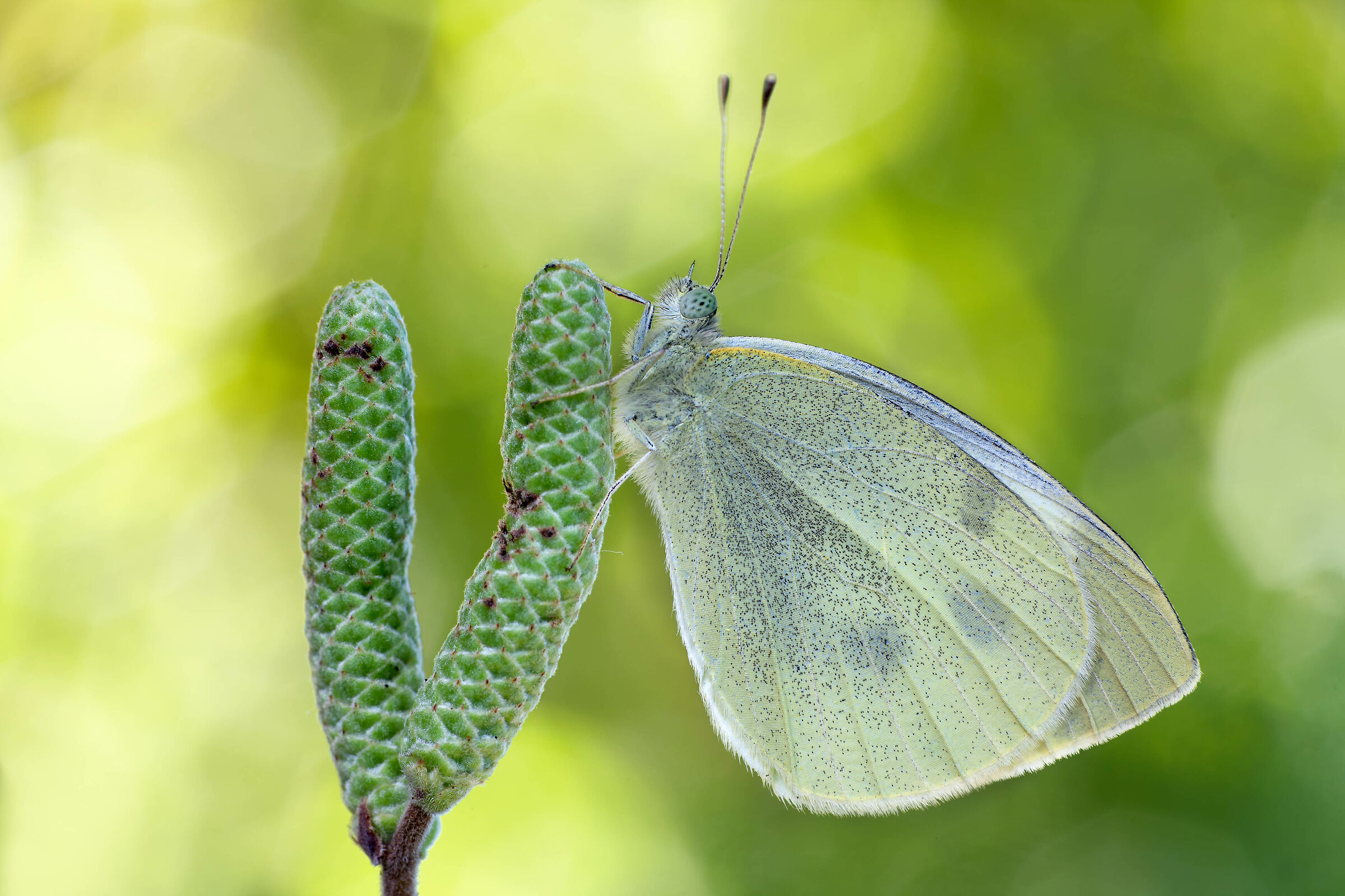 Large White