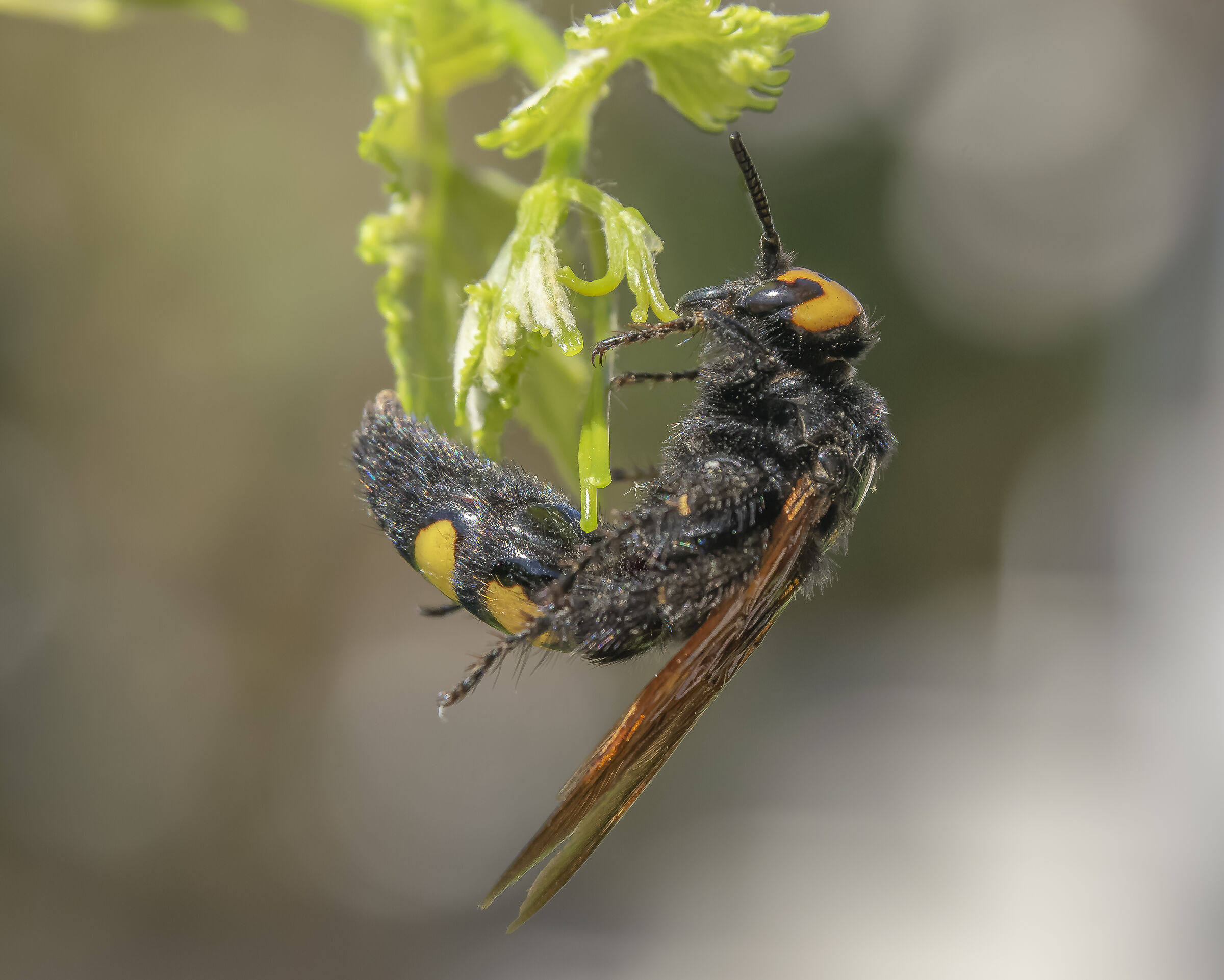 Magascolia maculata maschio