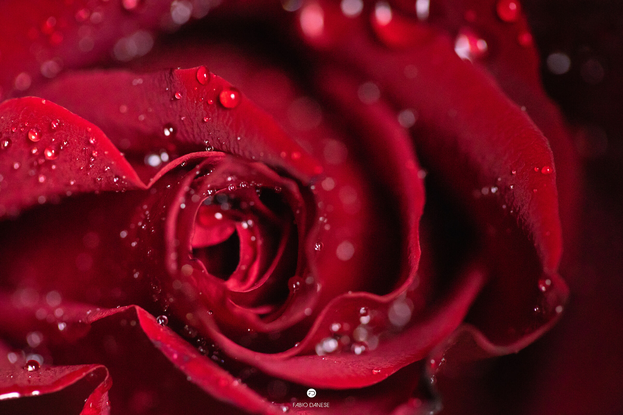 Dettaglio di una fresca rosa