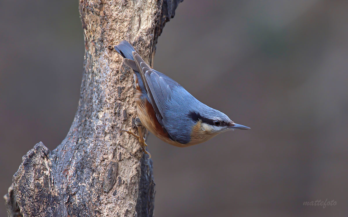 Nuthatch (European Sitta)