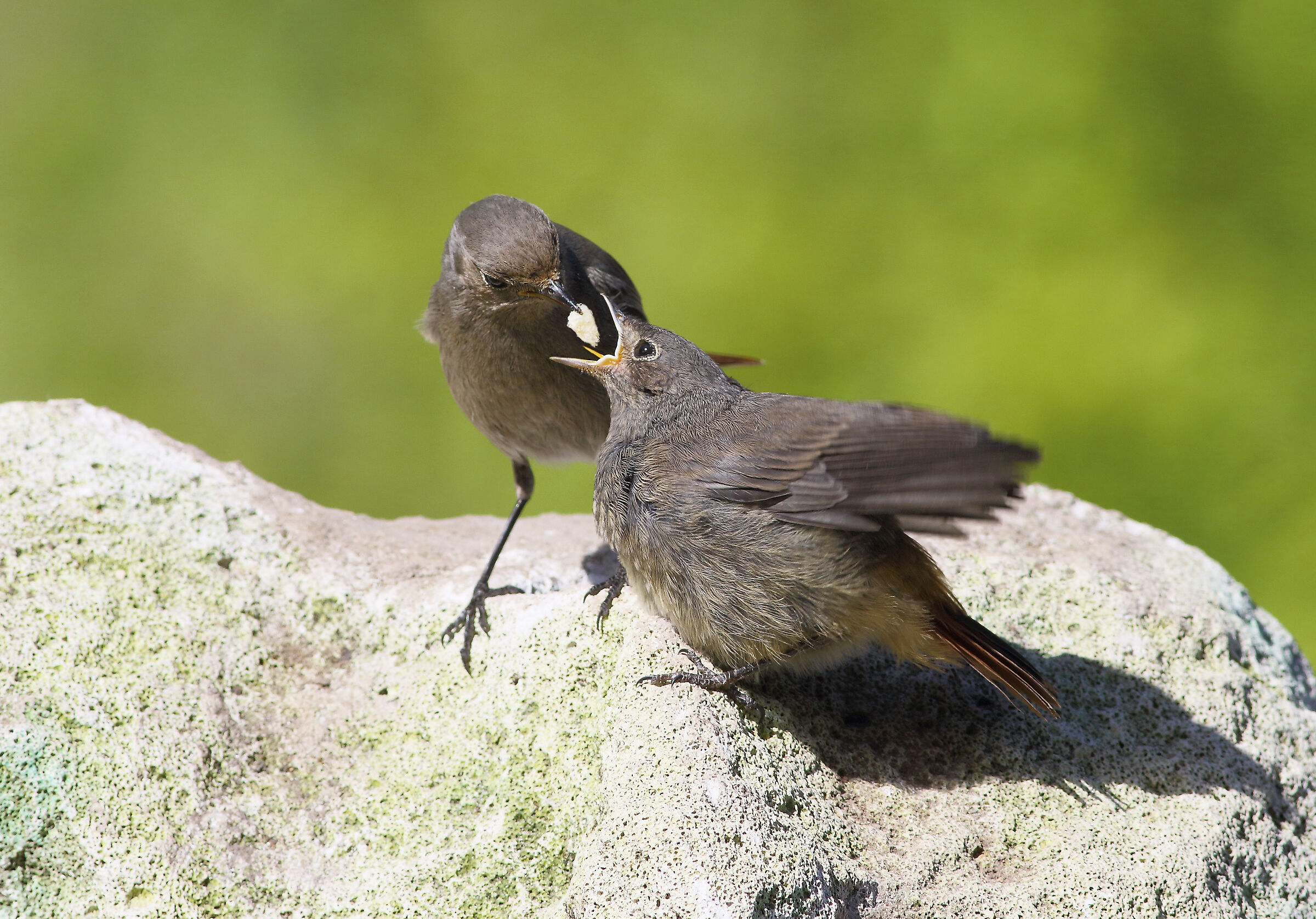 Imbeccata di spazzacamino