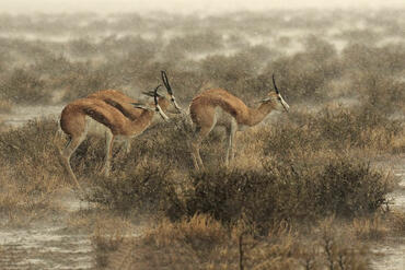 Antidorcas marsupialis