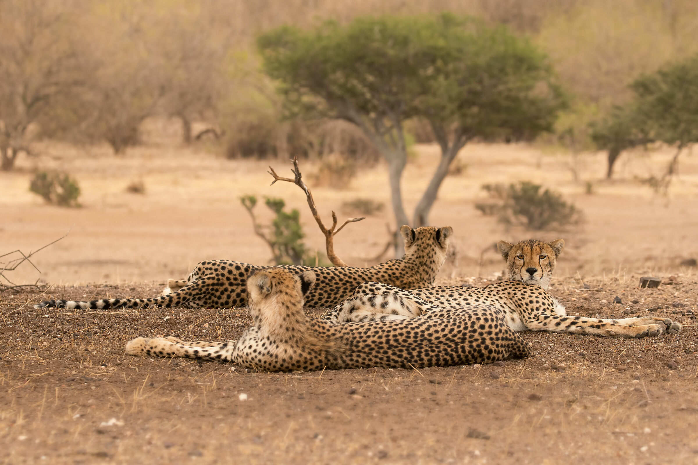 Cheeta's family