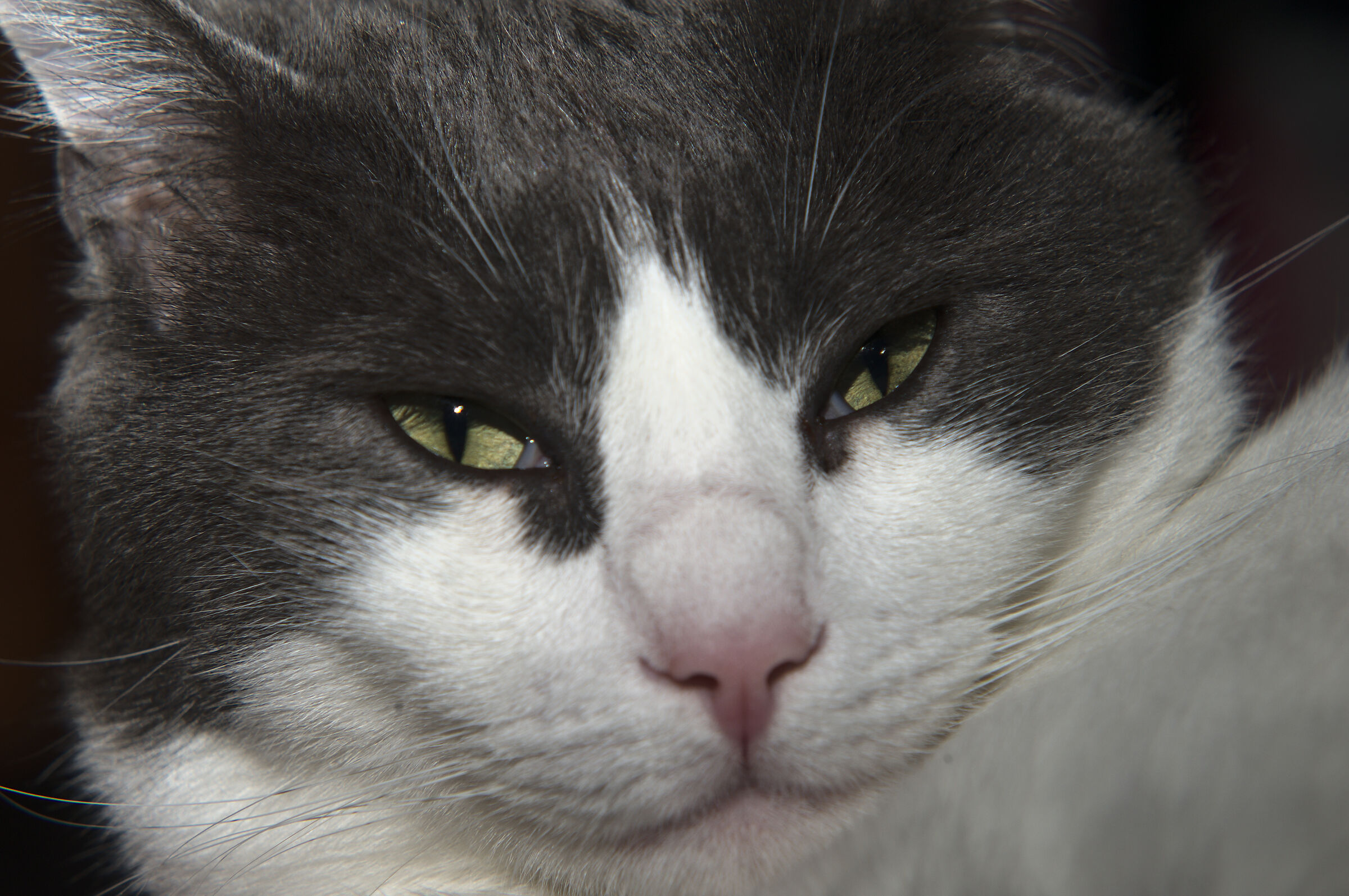 Then who was it? ' Mammone Act!