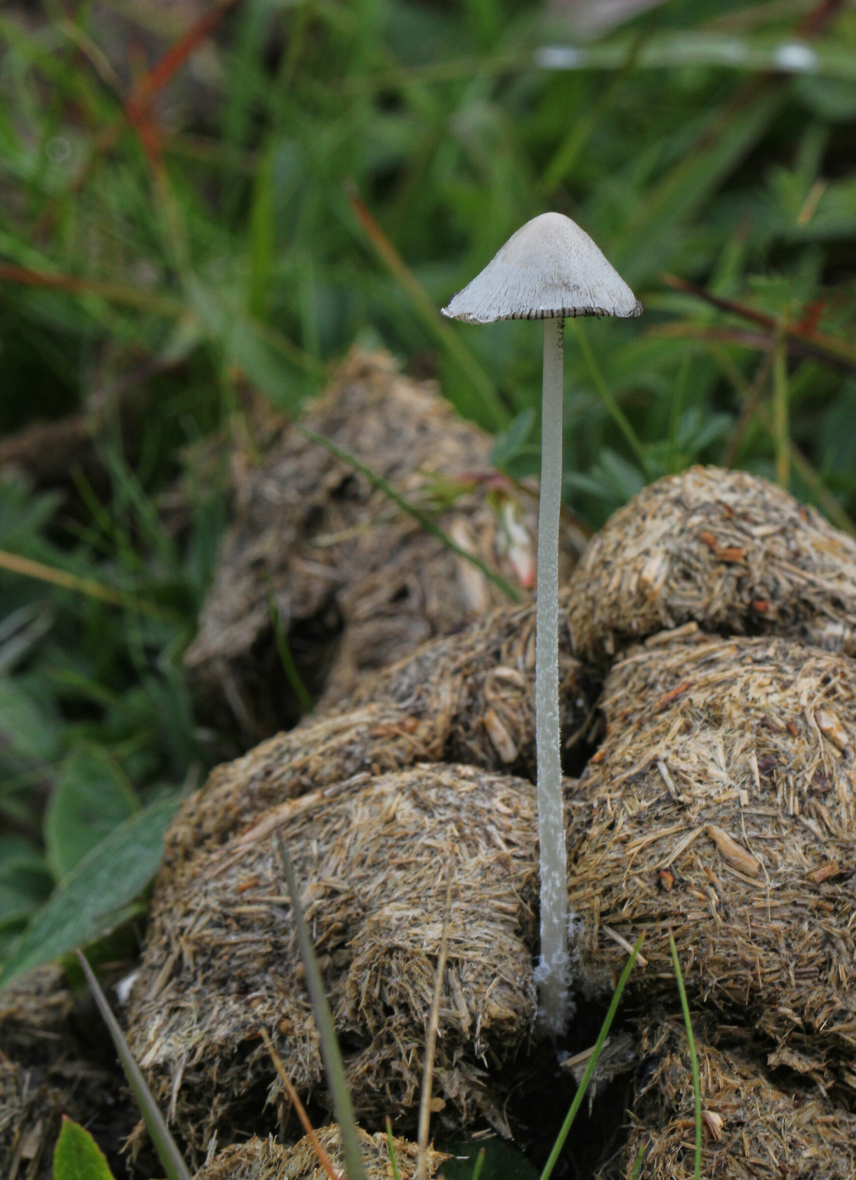 Nothing is born from pearls