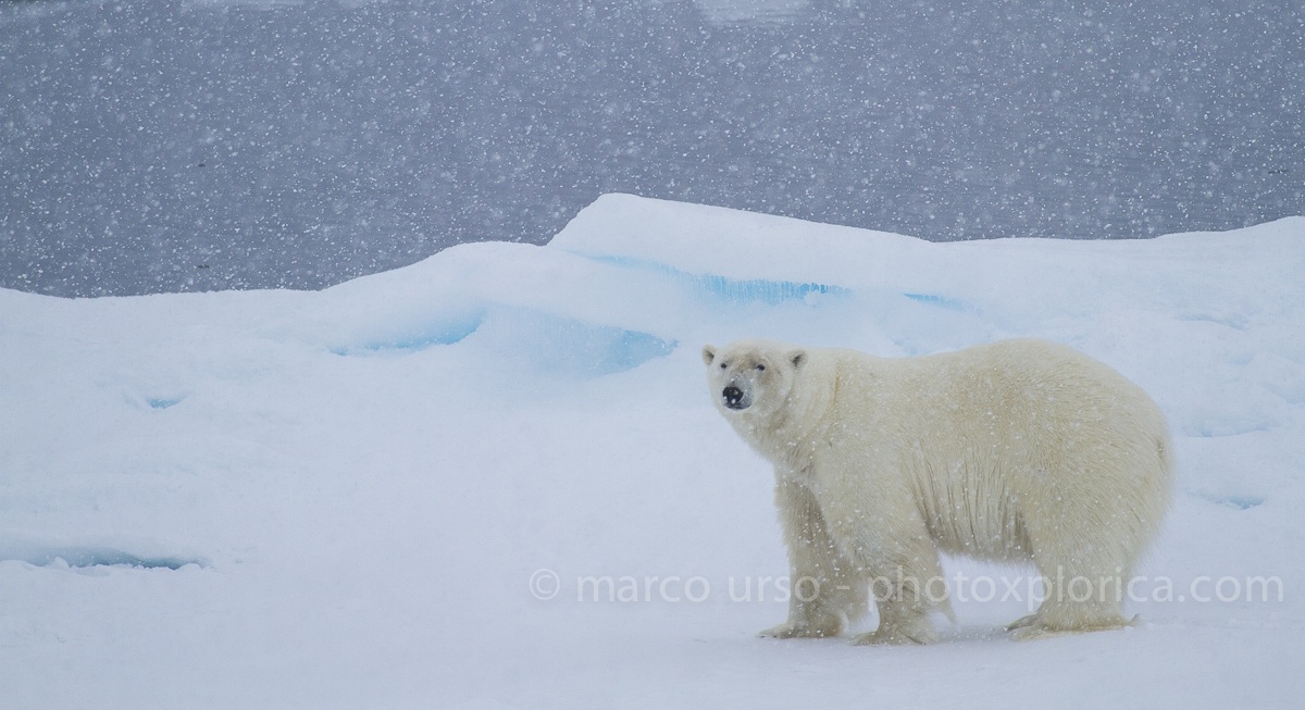 The Meaning of the Arctic