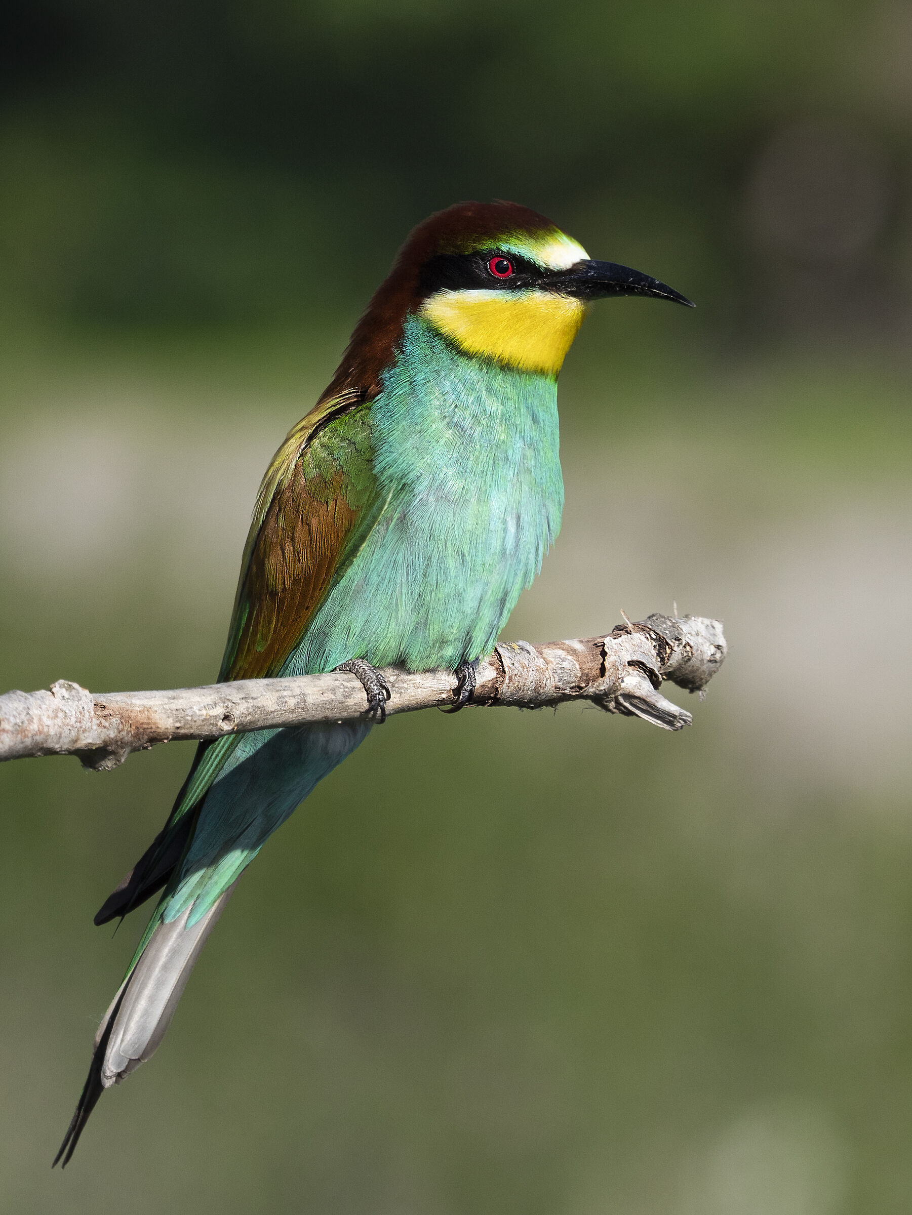 Bee-Eater portrait