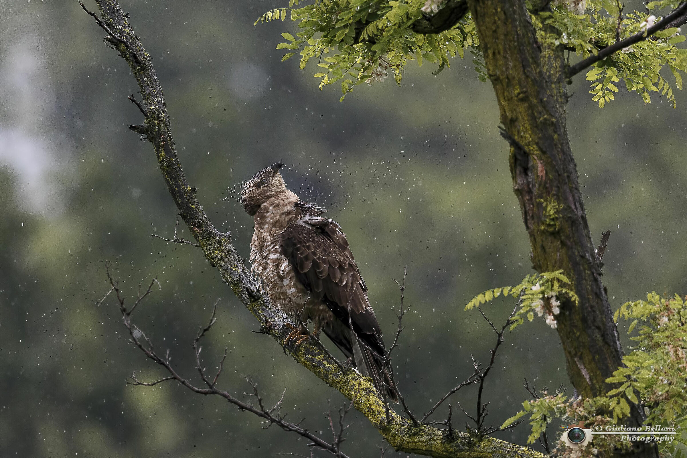 Falco Pecchiaiolo Femmina...........