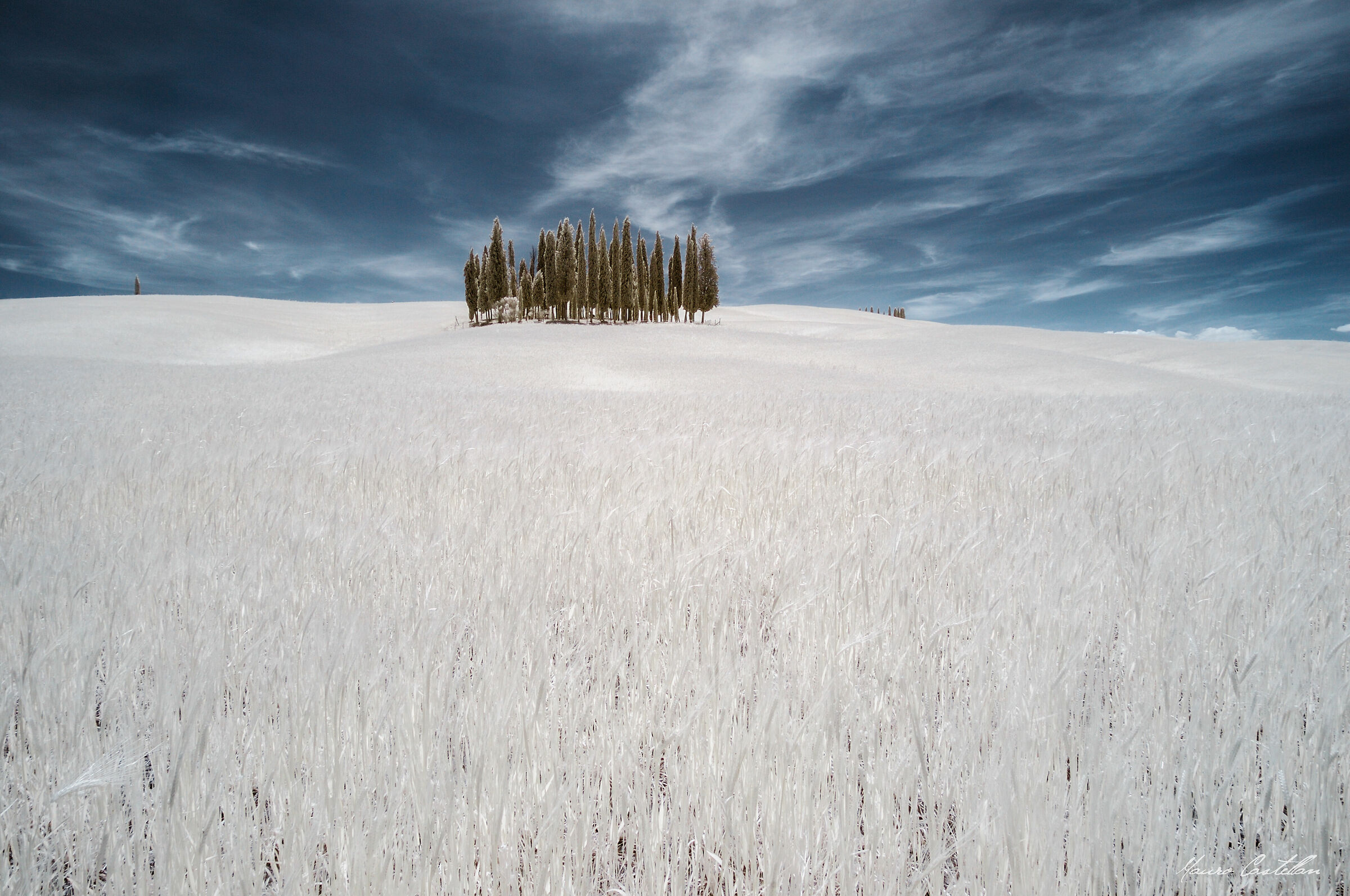 Grove of Cypress Trees