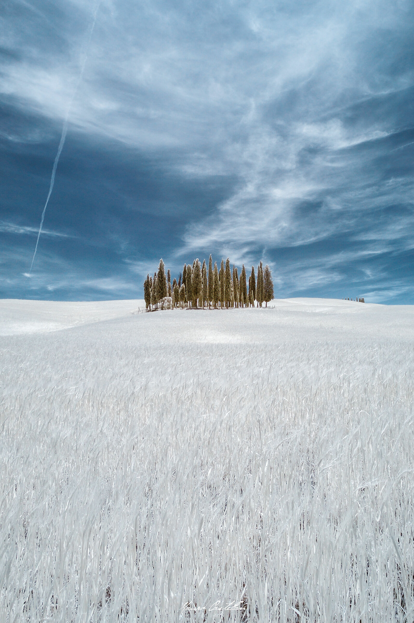 Grove of Cypress Trees