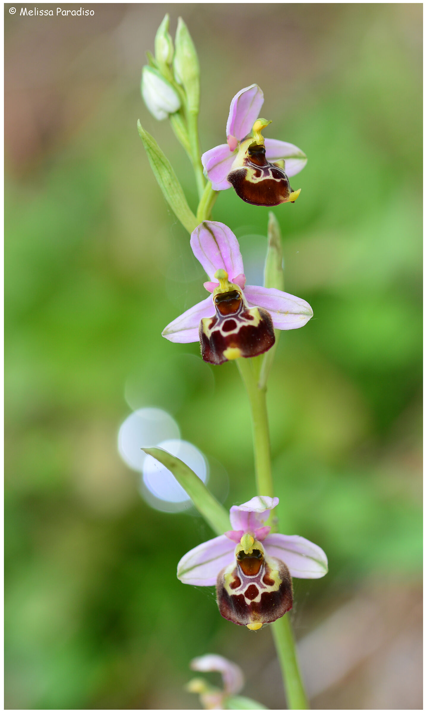 Ophrys holosericea