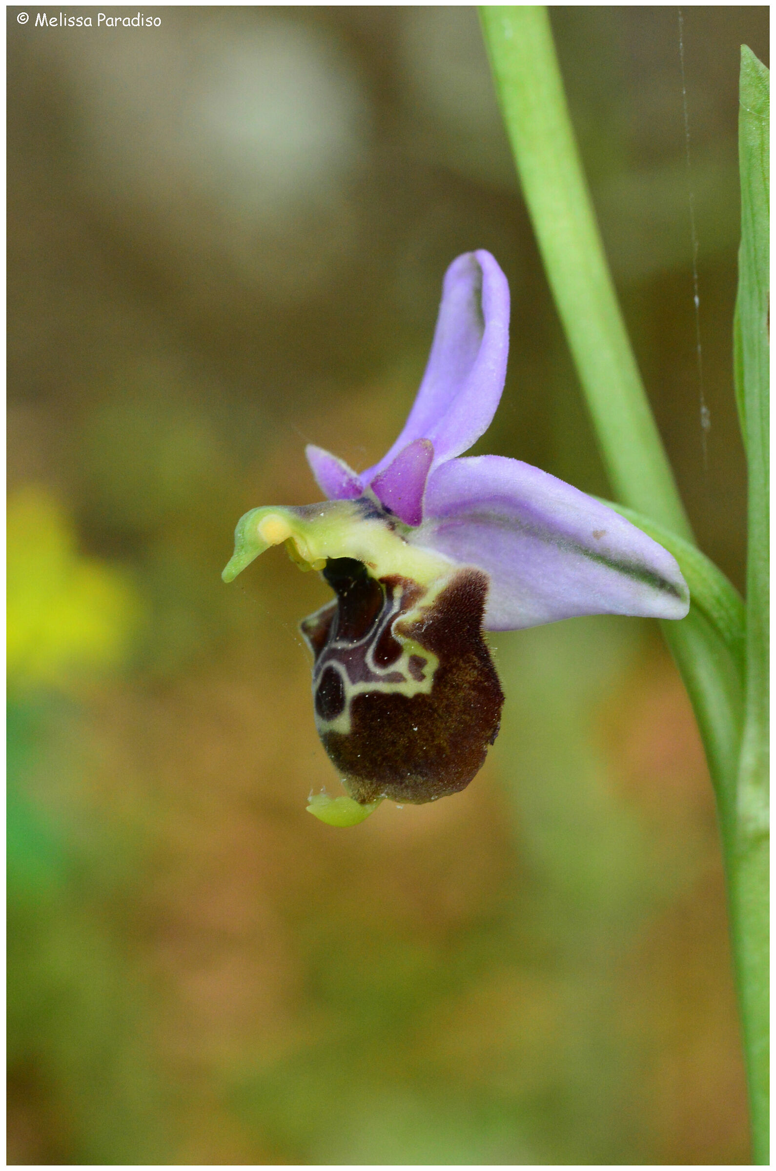Ophrys holosericea