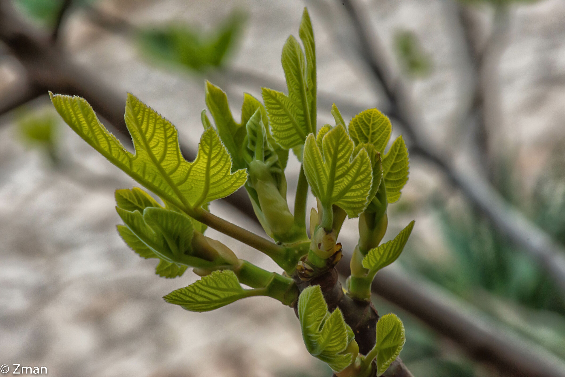 Fig Leaves