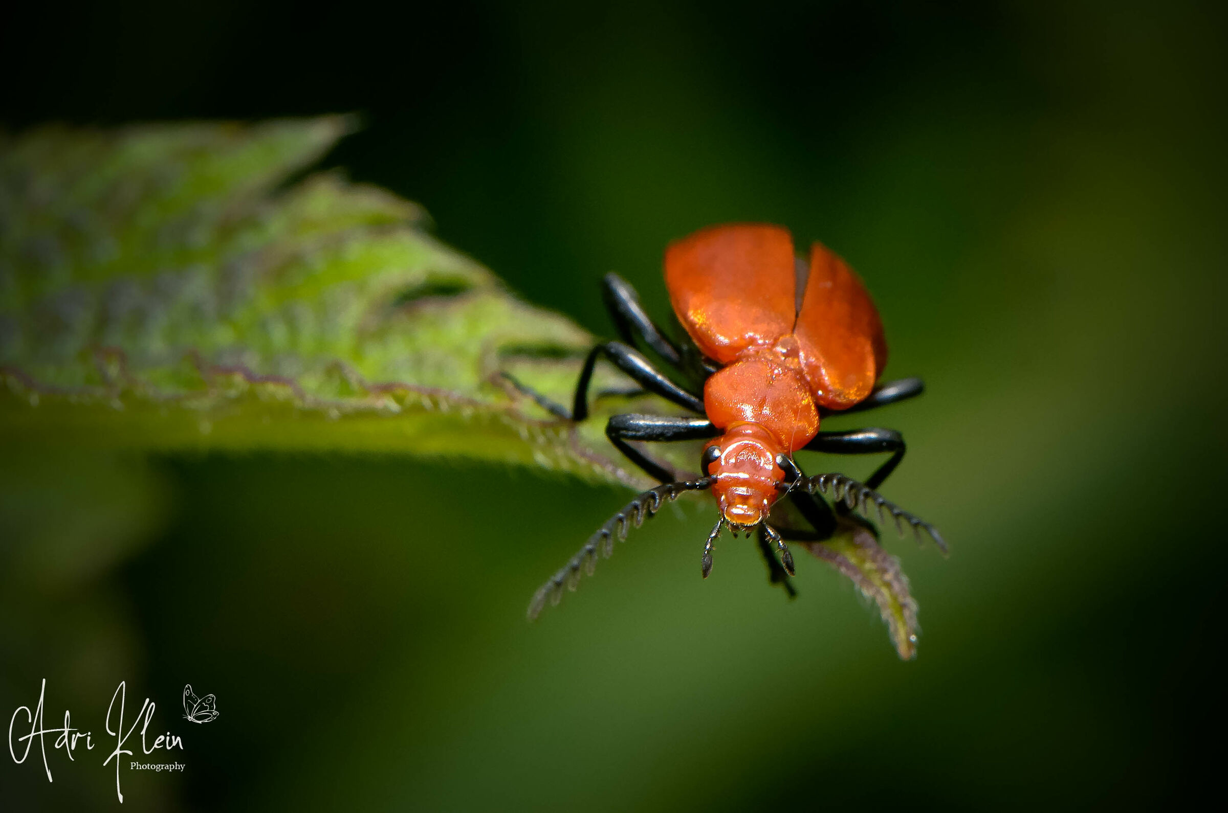 red-headed fire beetle