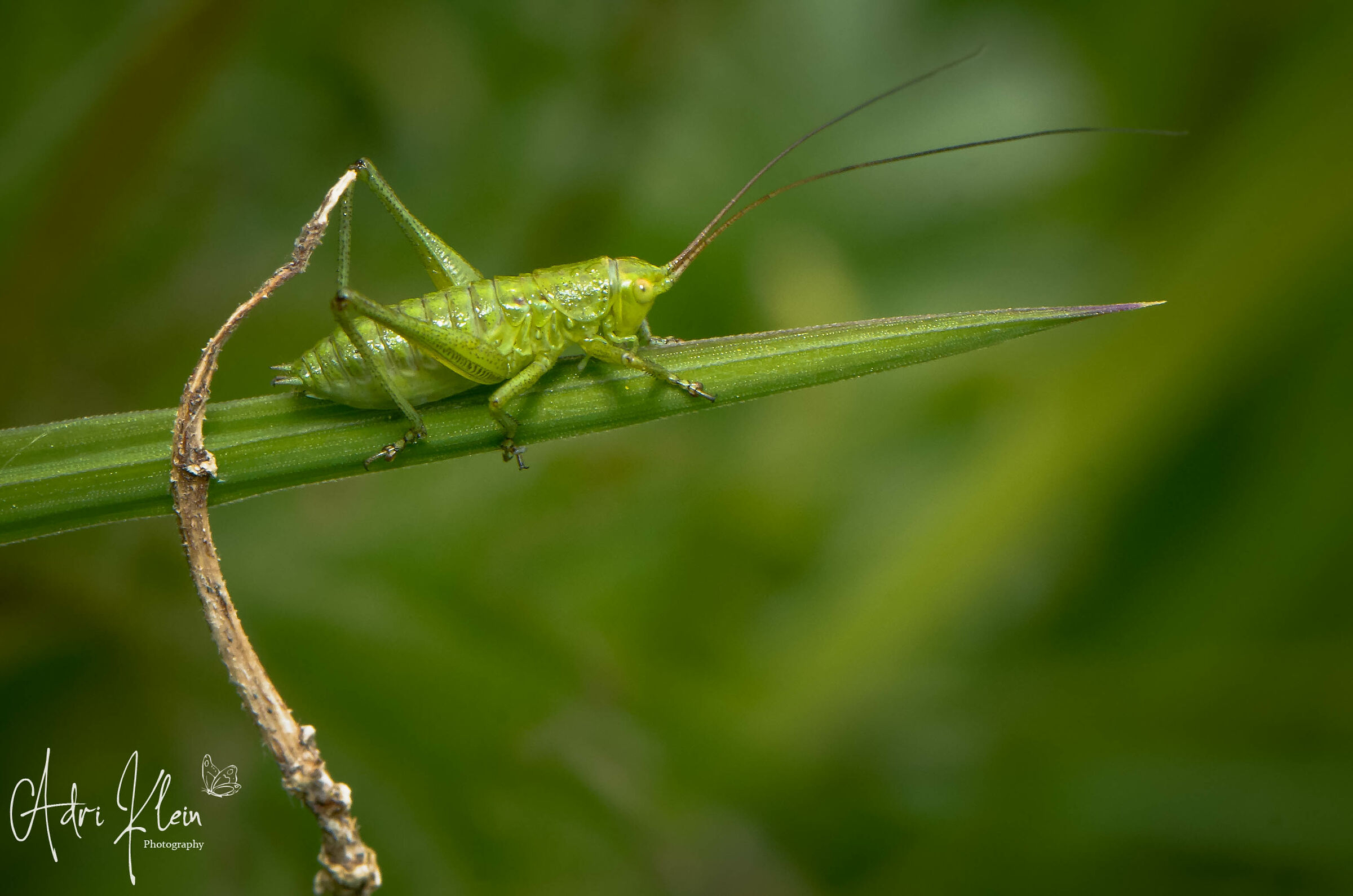 grasshopper nymph