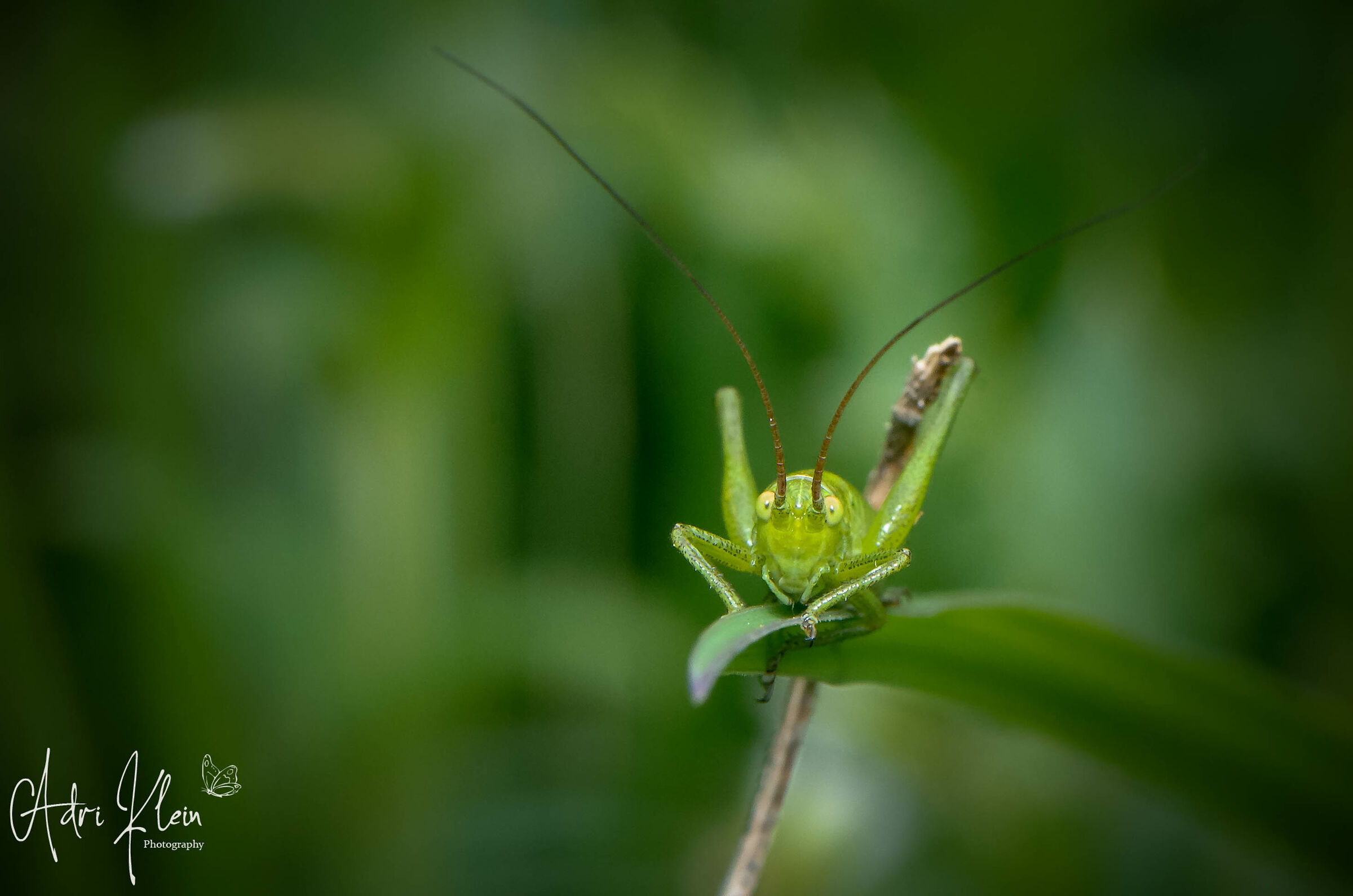 Grashoppernymph
