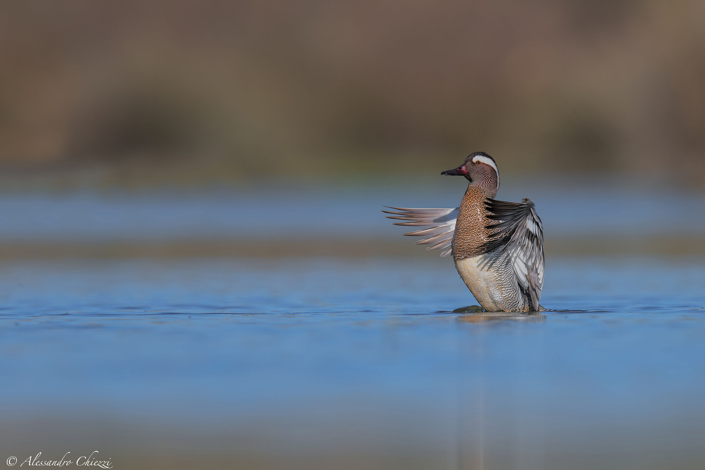 The greeting of the Garganey