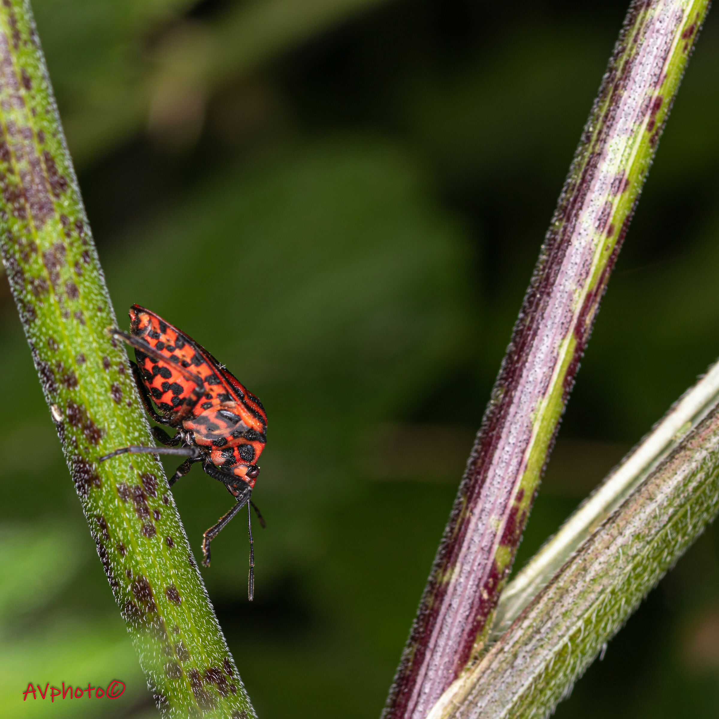 I go down for a moment, don't wait for me..