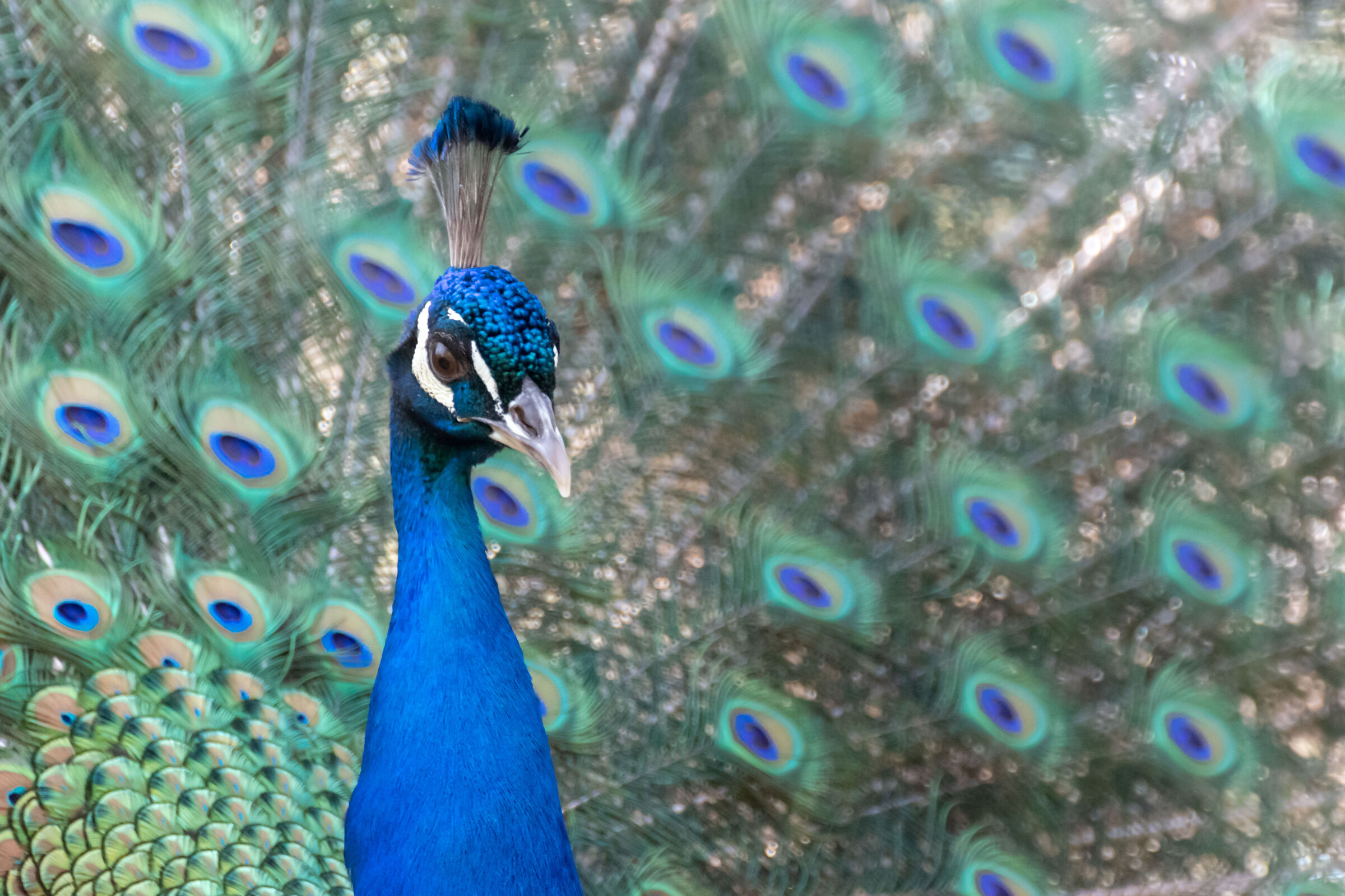 Peacock #2