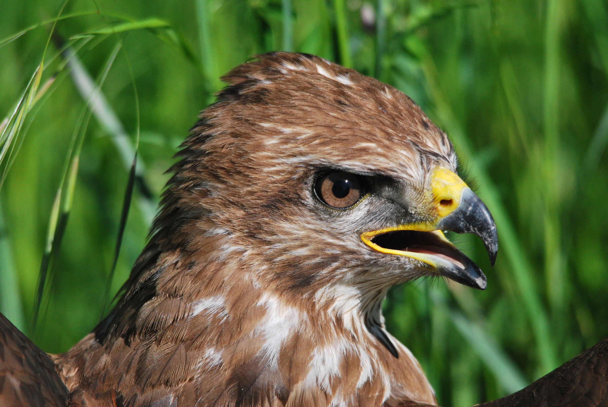 buzzard