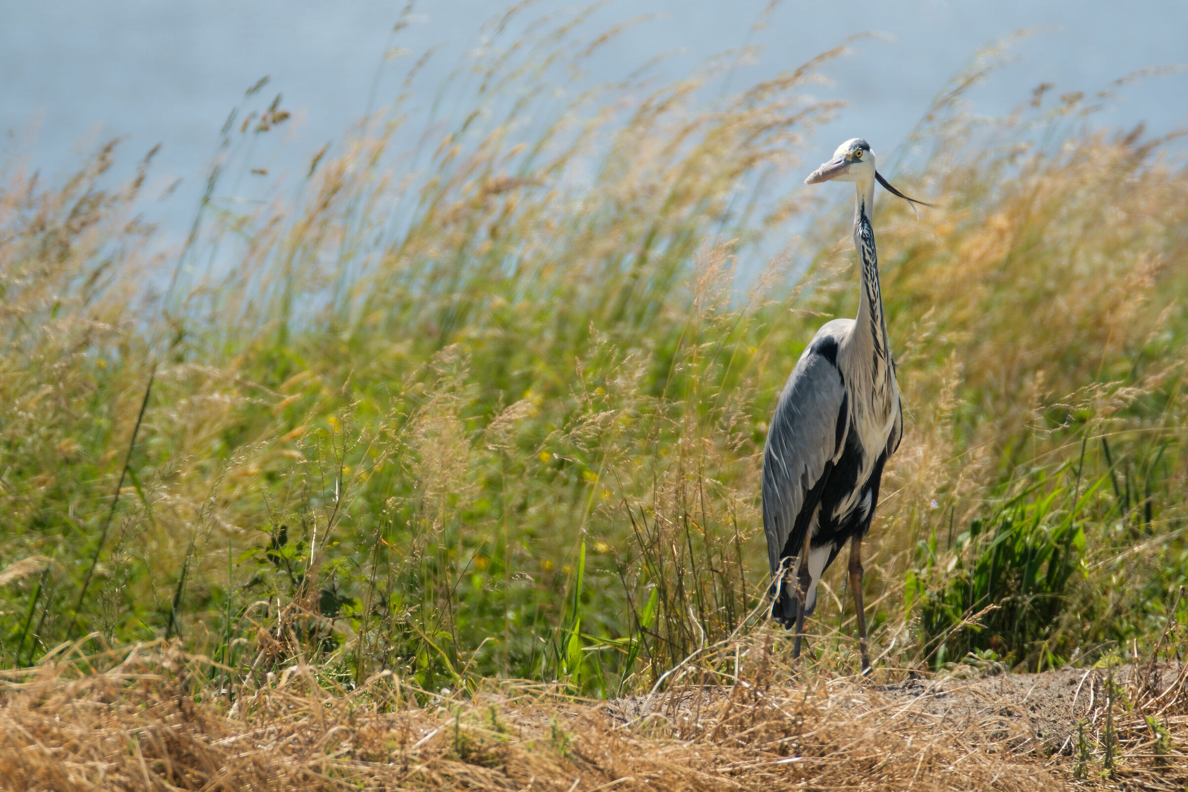 Risaie Vercellesi: Airone Cenerino