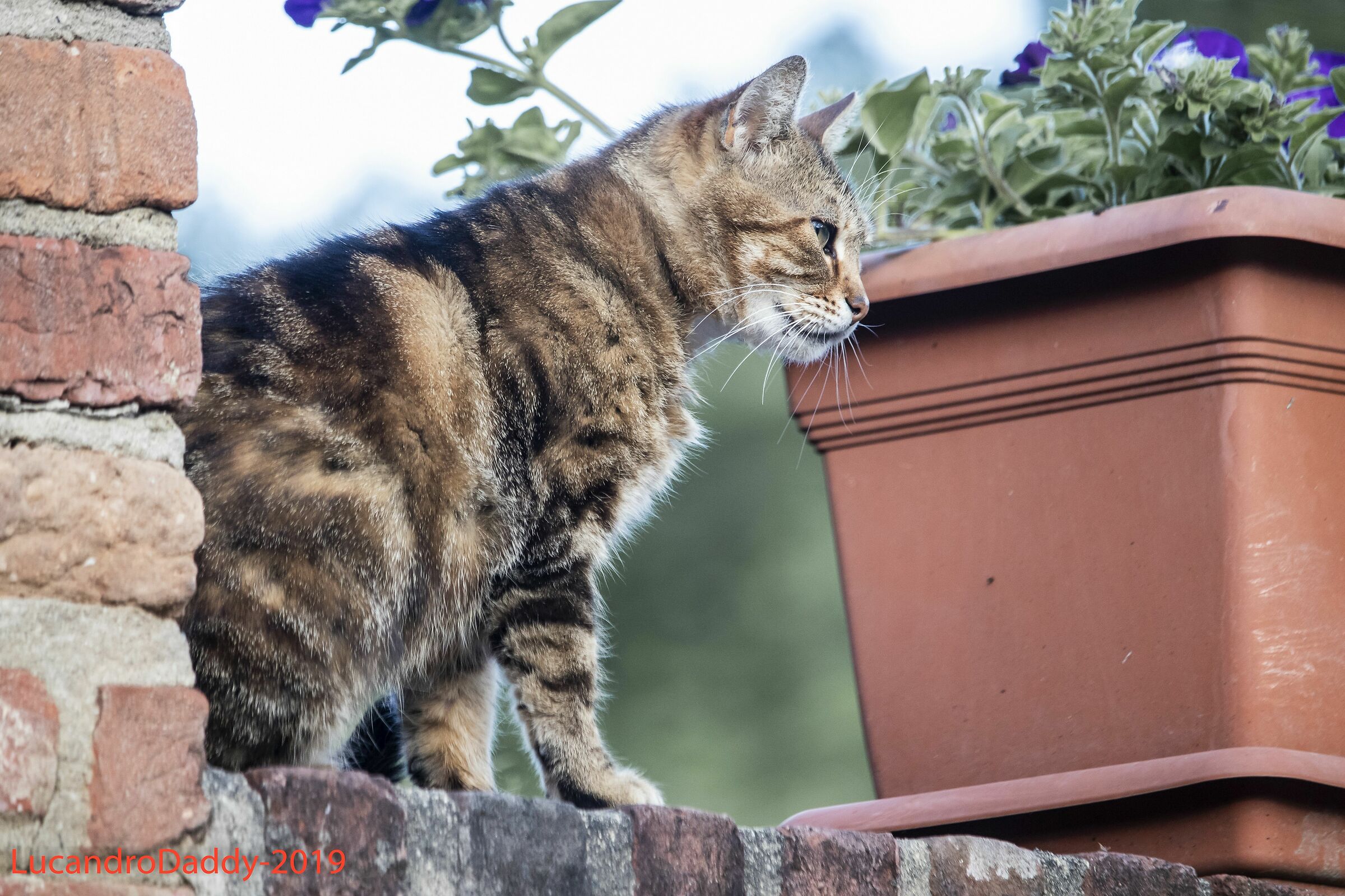 Sguardo vigile e fiero