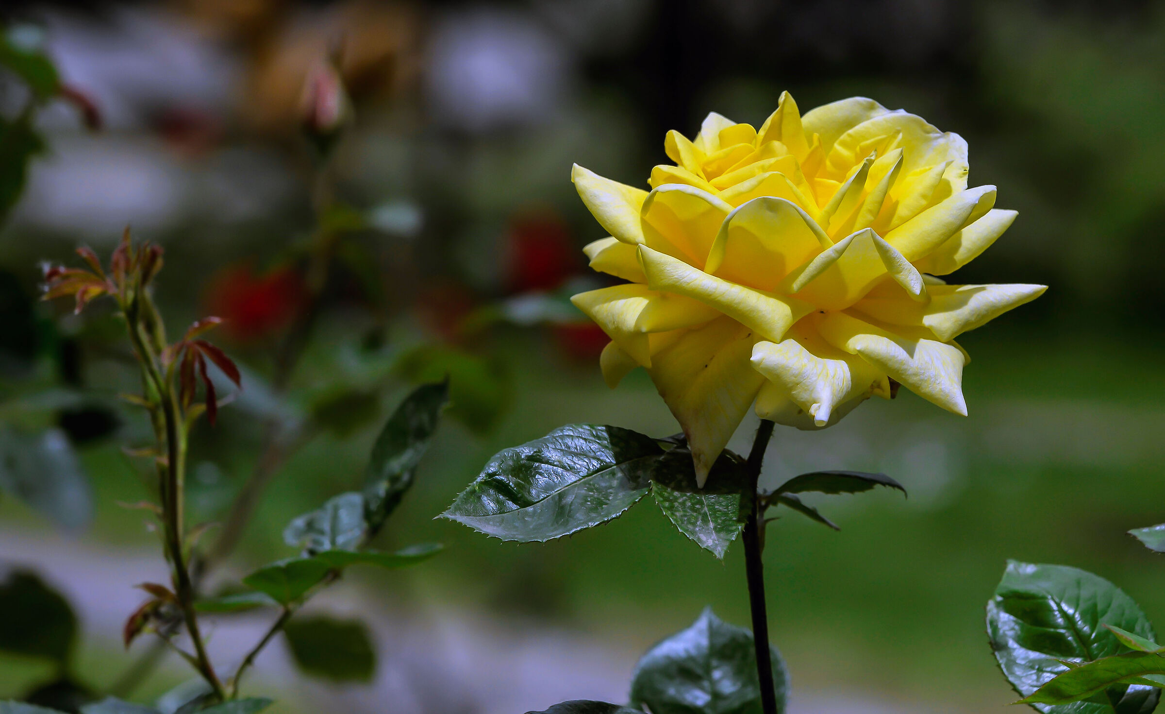Rosa gialla