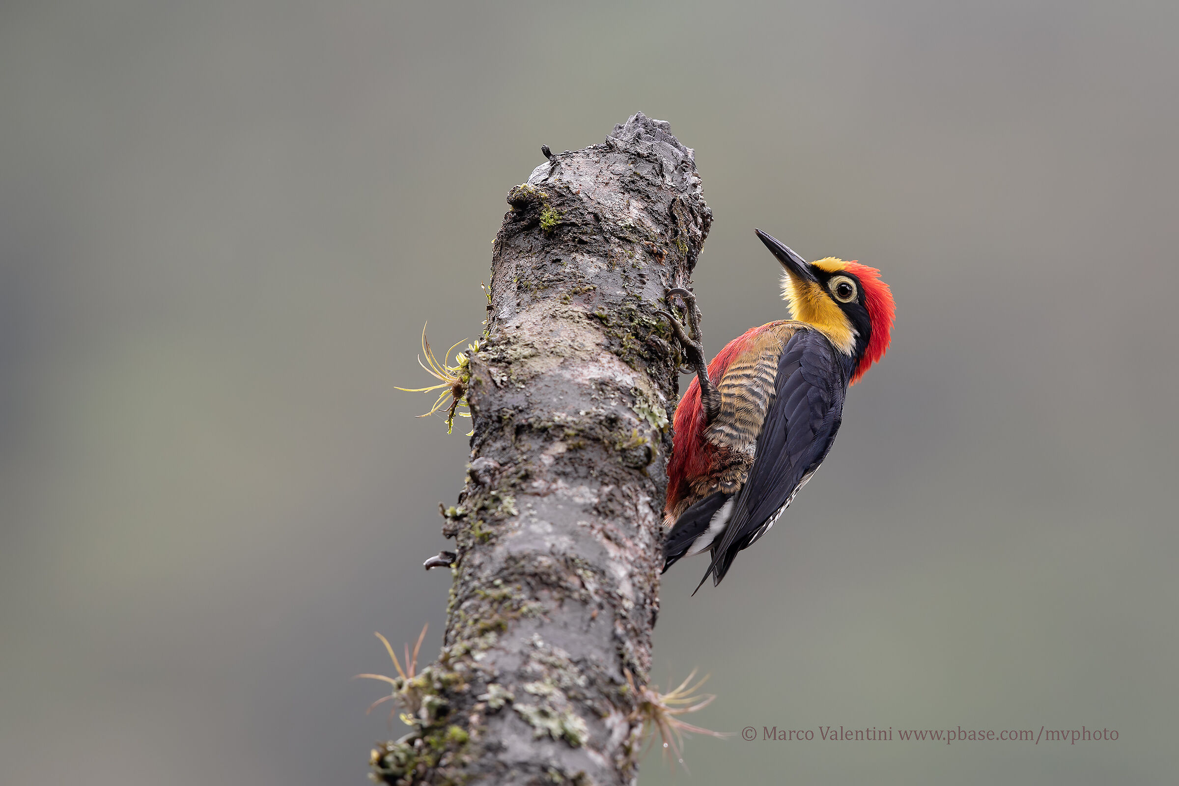 Yellow Front Woodpeckers