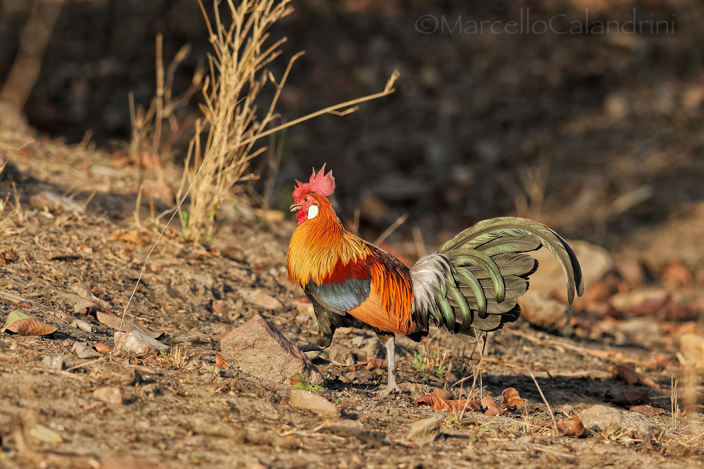 Red Junglefowl