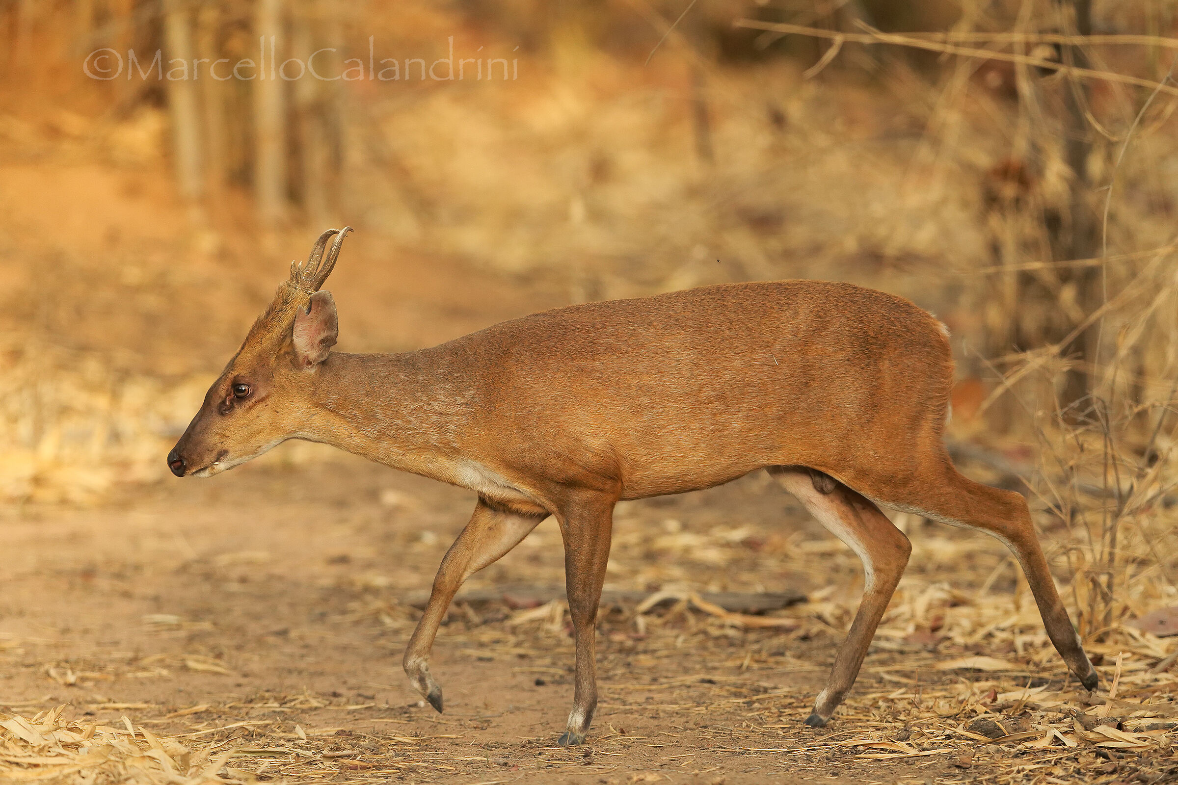 Muntjac Indian or Barking deer