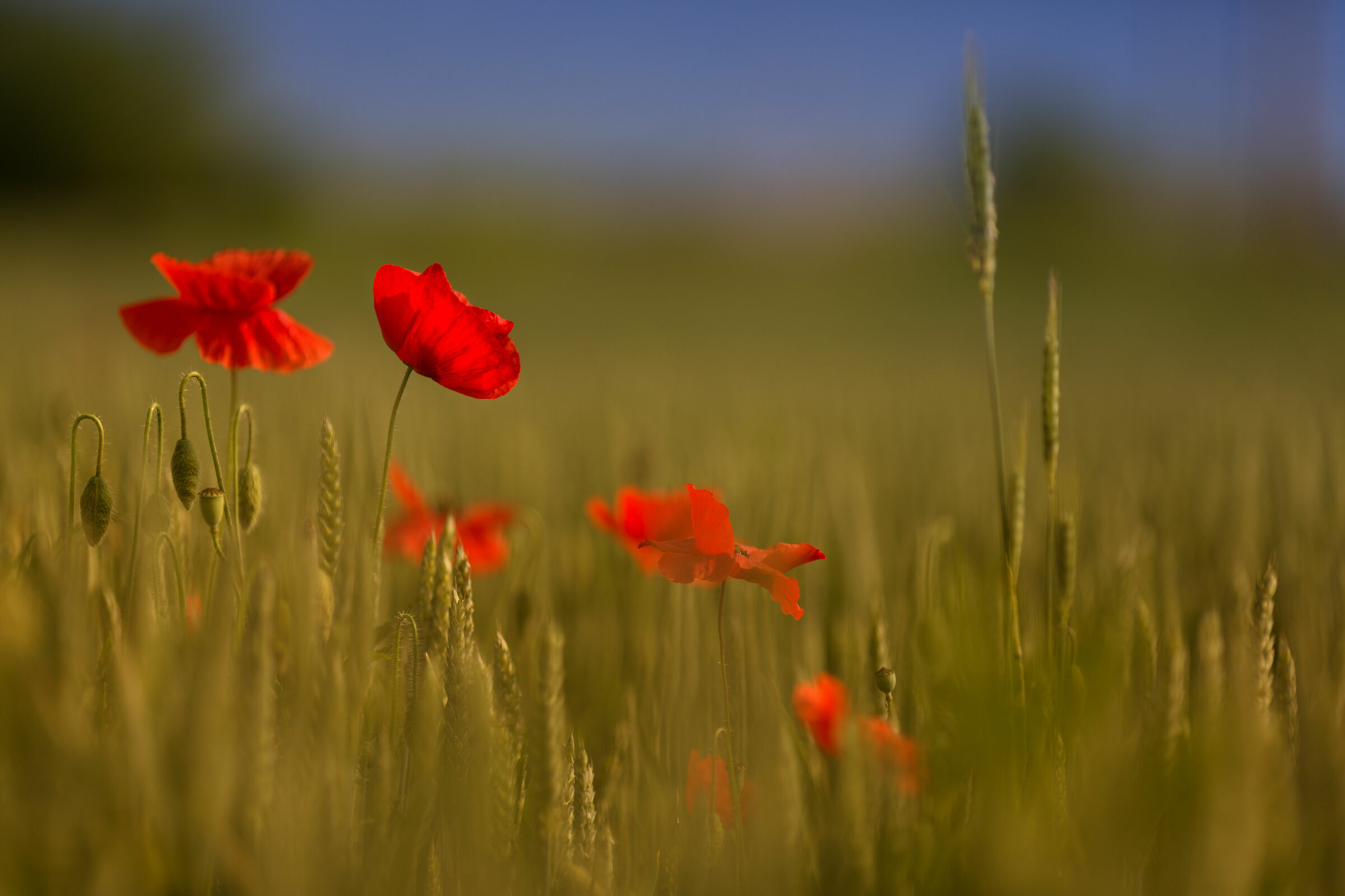 Poppies