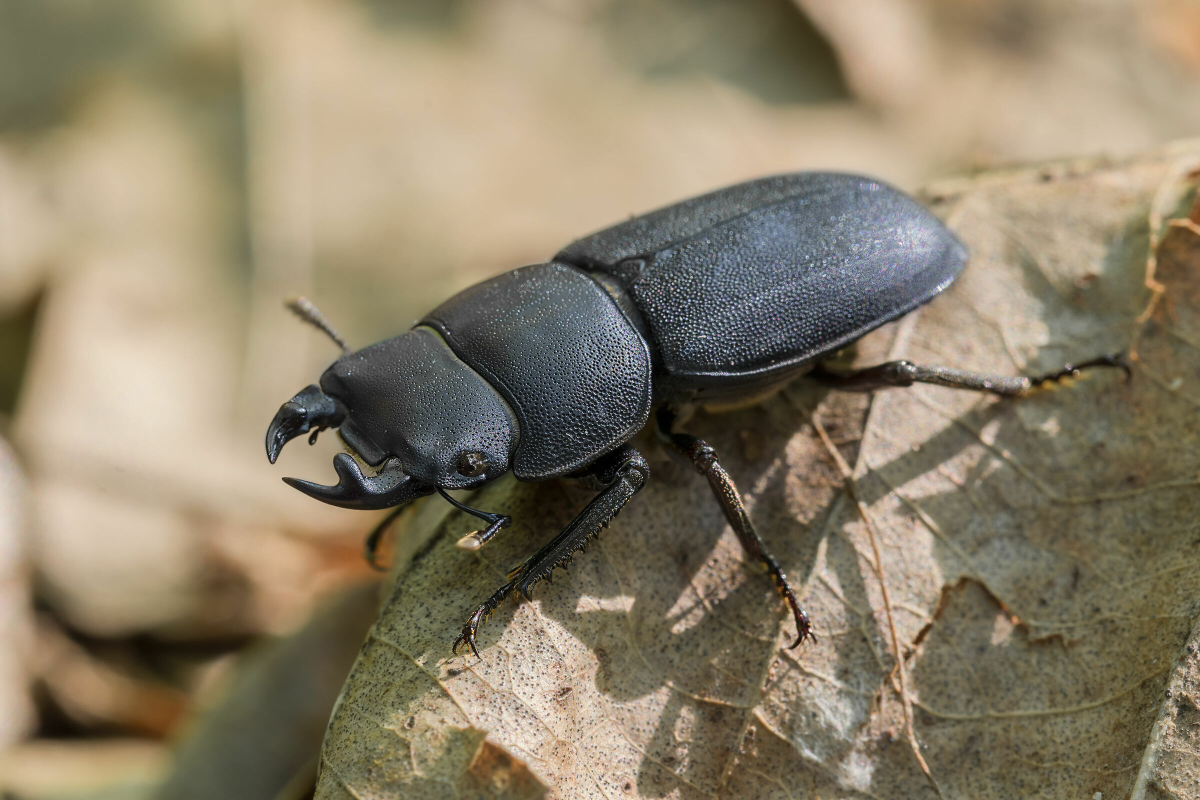 Dorcus parallelepipedus