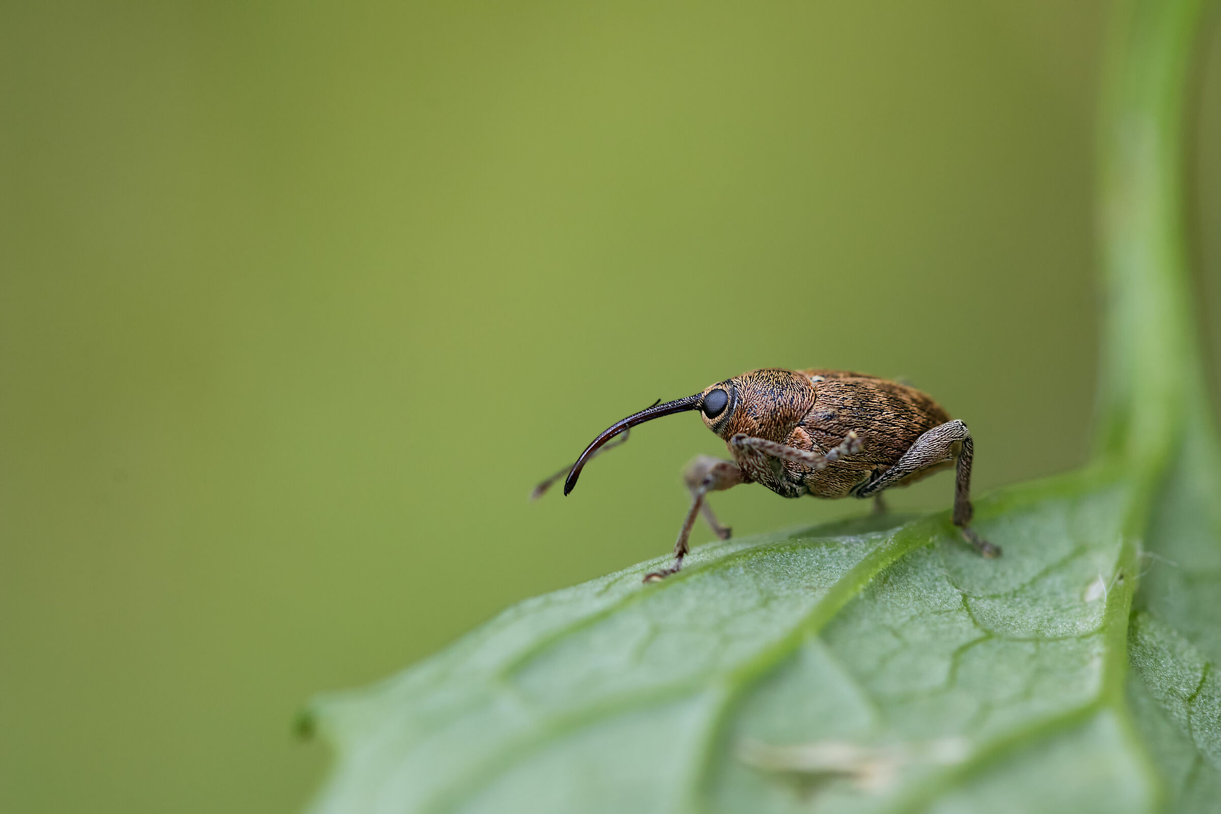 Curculio nucum