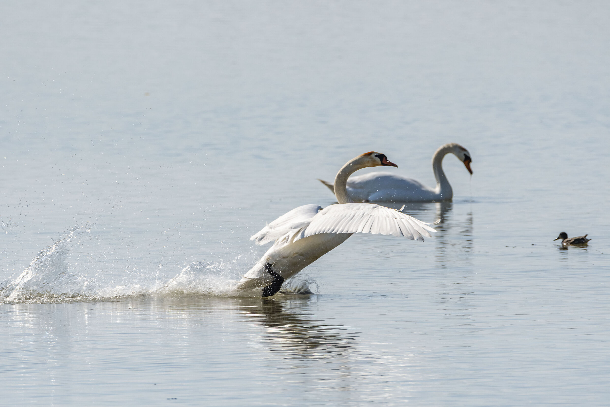 Atterraggio d emergenza