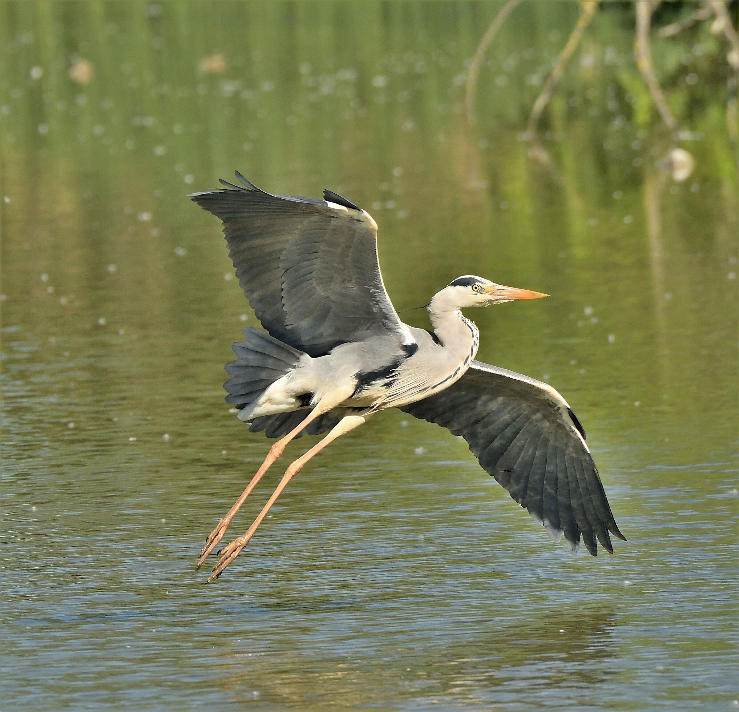 Cinerino Heron