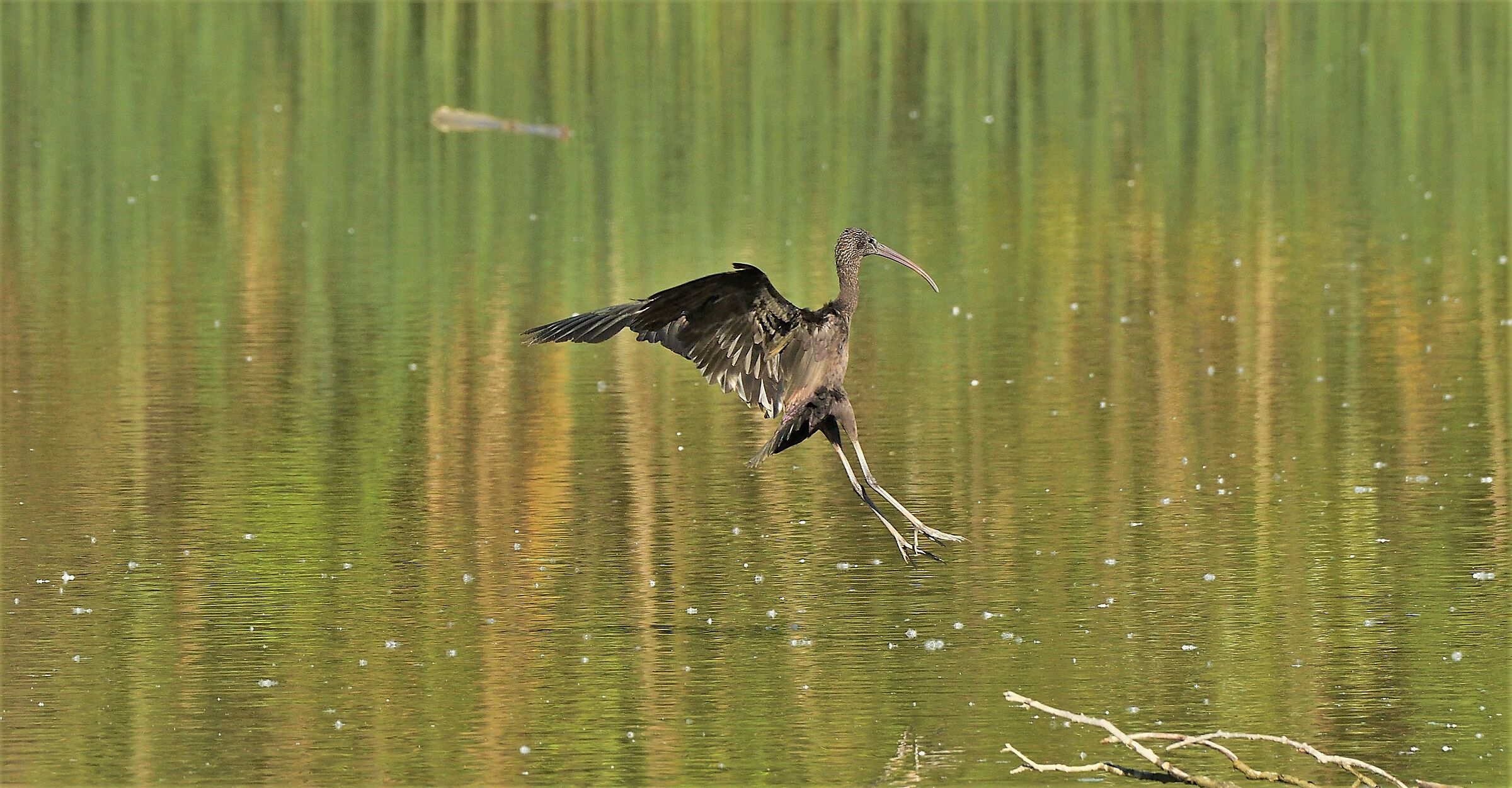 Glossy IBIS