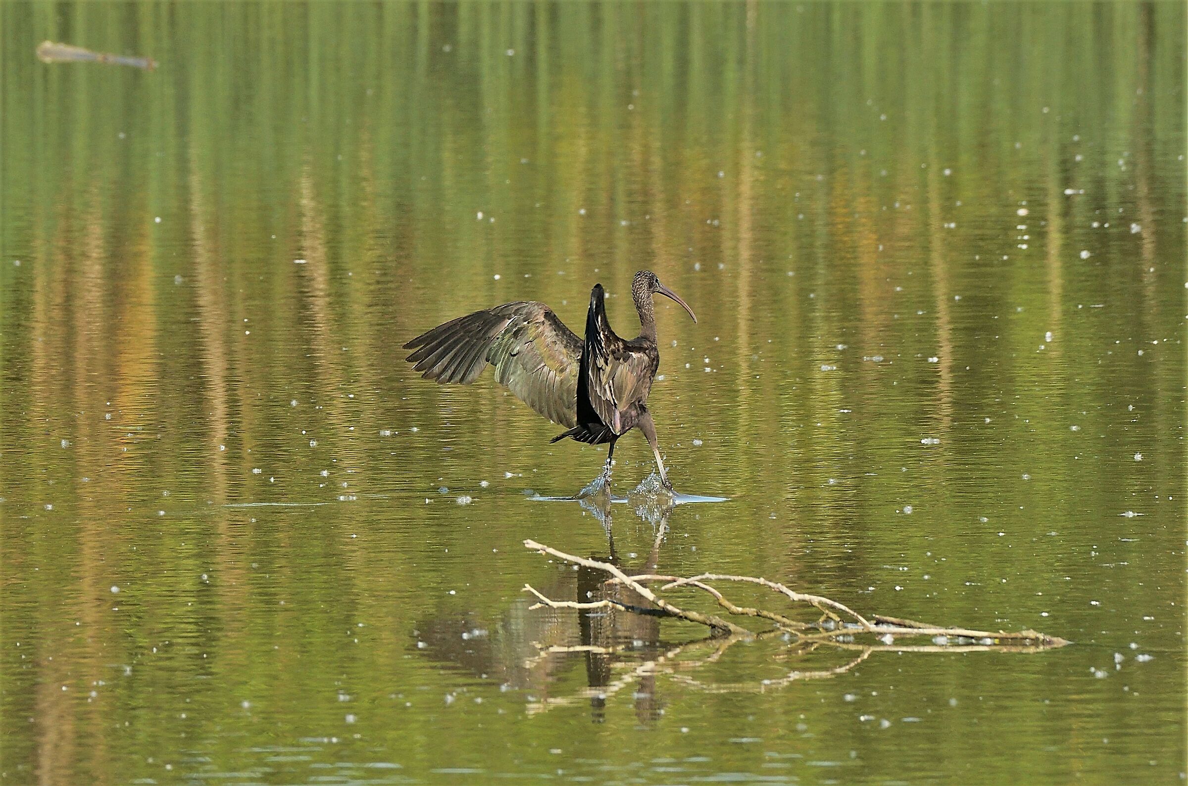 Glossy IBIS