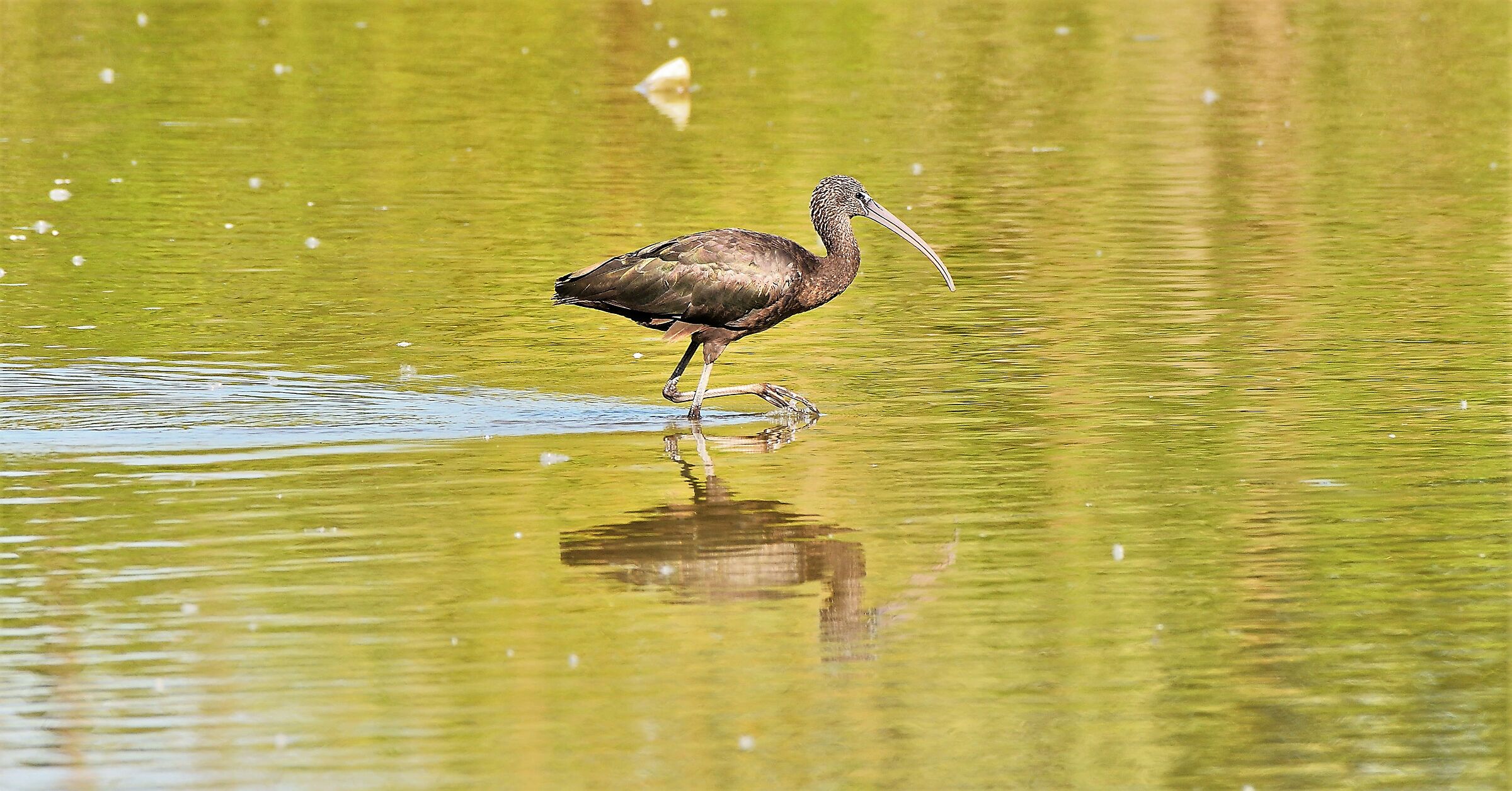 Glossy IBIS